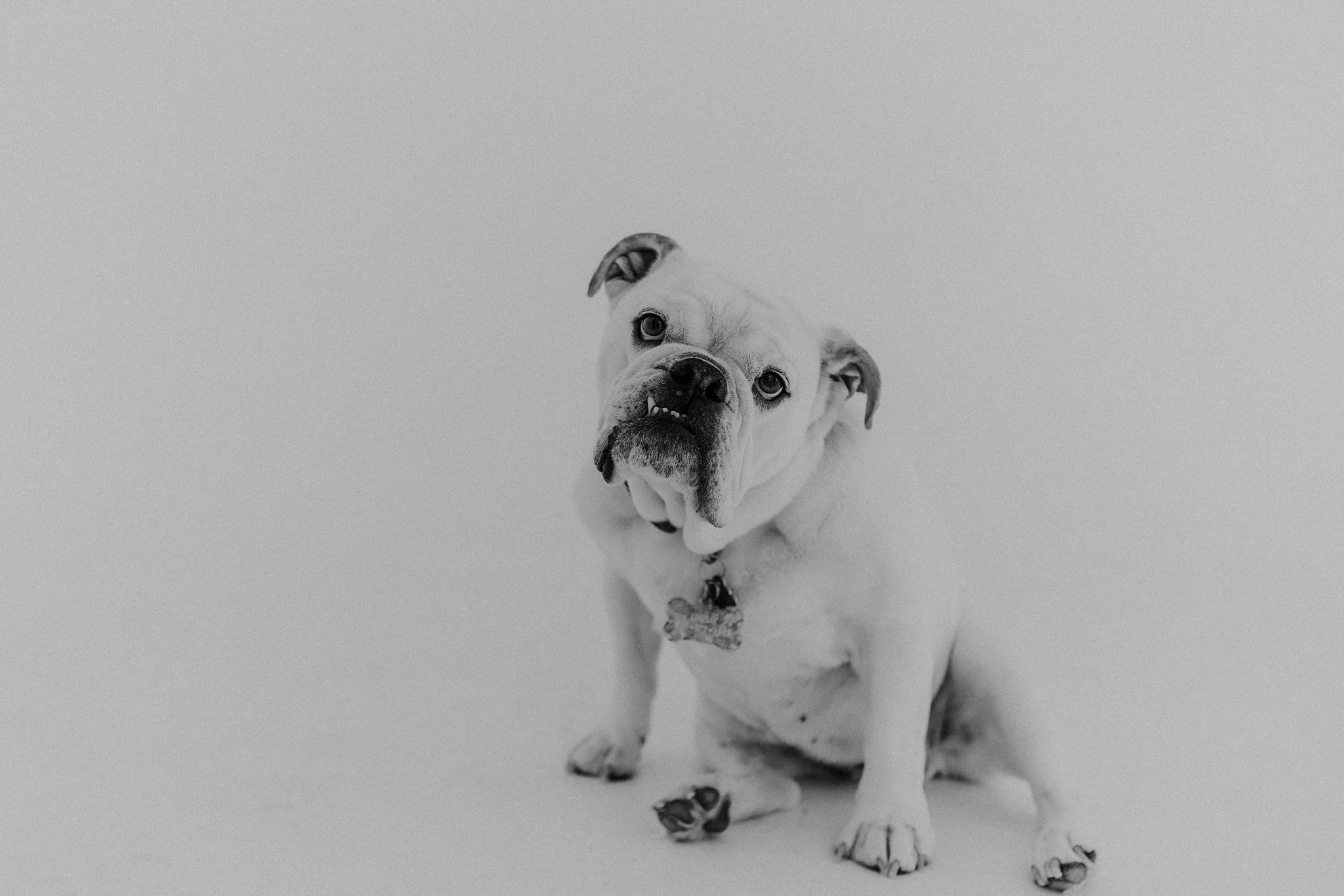 Alicia+lucia+photography+-+portrait+session+-+dog+portrait+photography+-+studio+photography_0015.jpg