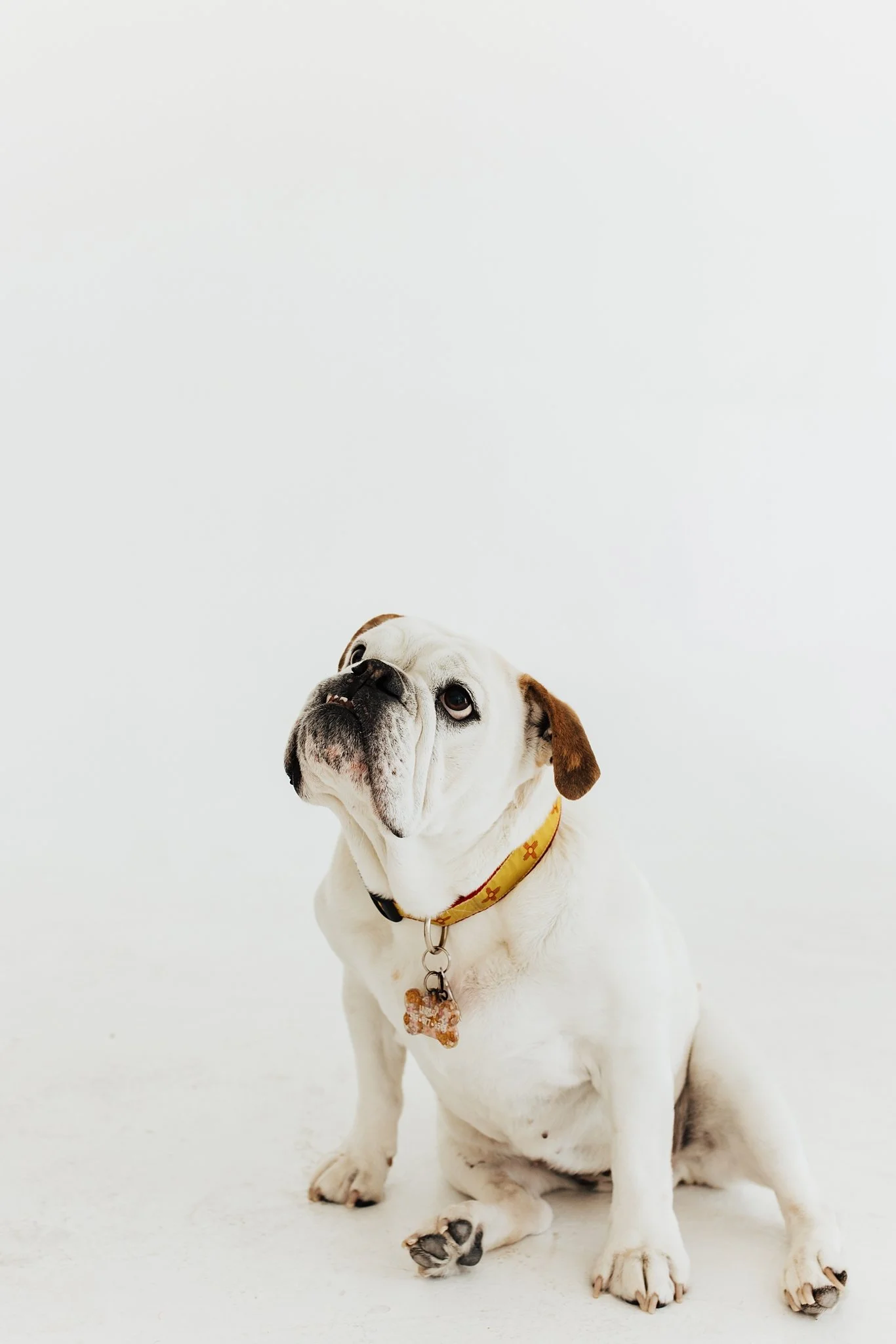 Alicia+lucia+photography+-+portrait+session+-+dog+portrait+photography+-+studio+photography_0016.jpg