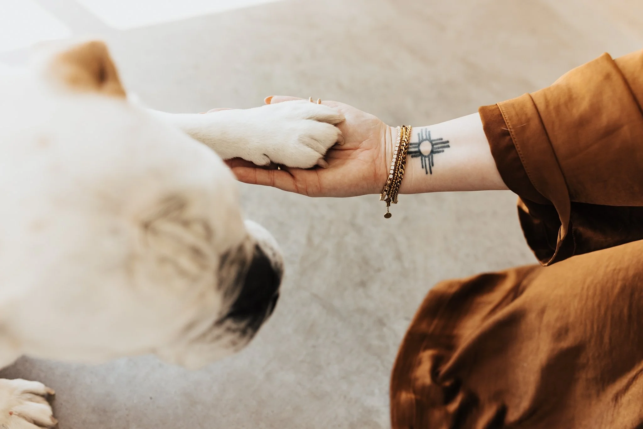 Alicia+lucia+photography+-+portrait+session+-+dog+portrait+photography+-+studio+photography_0017.jpg