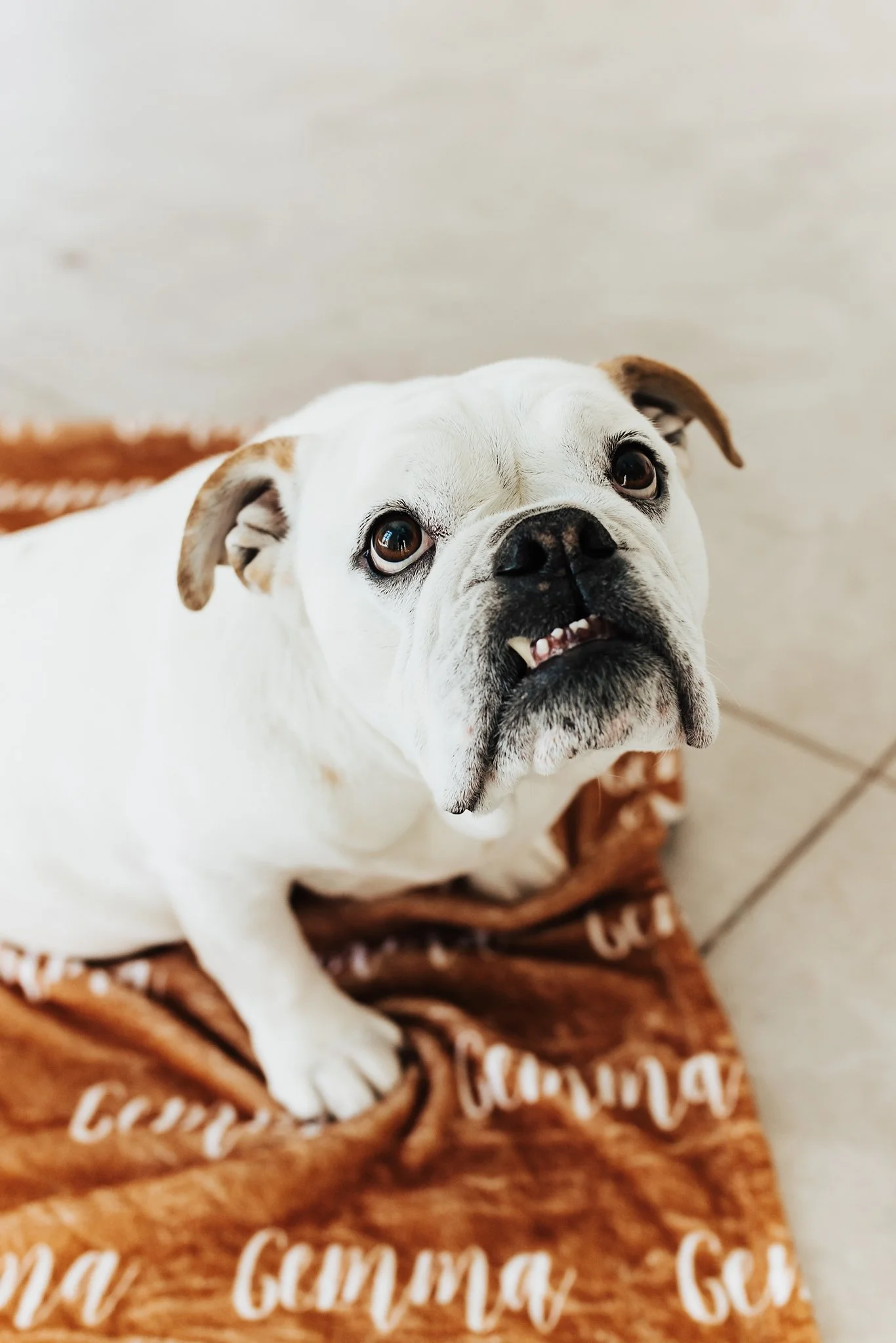 Alicia+lucia+photography+-+portrait+session+-+dog+portrait+photography+-+studio+photography_0040.jpg