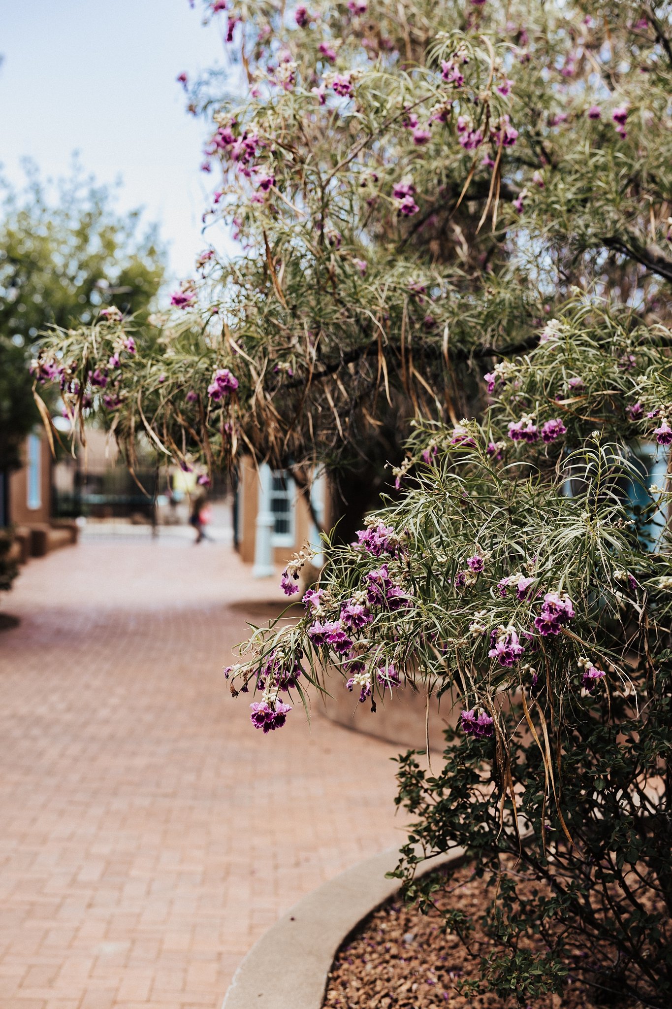 Alicia+lucia+photography+-+old+town+elopement+-+old+town+albuquerque++downtown+elopement_0079.jpg