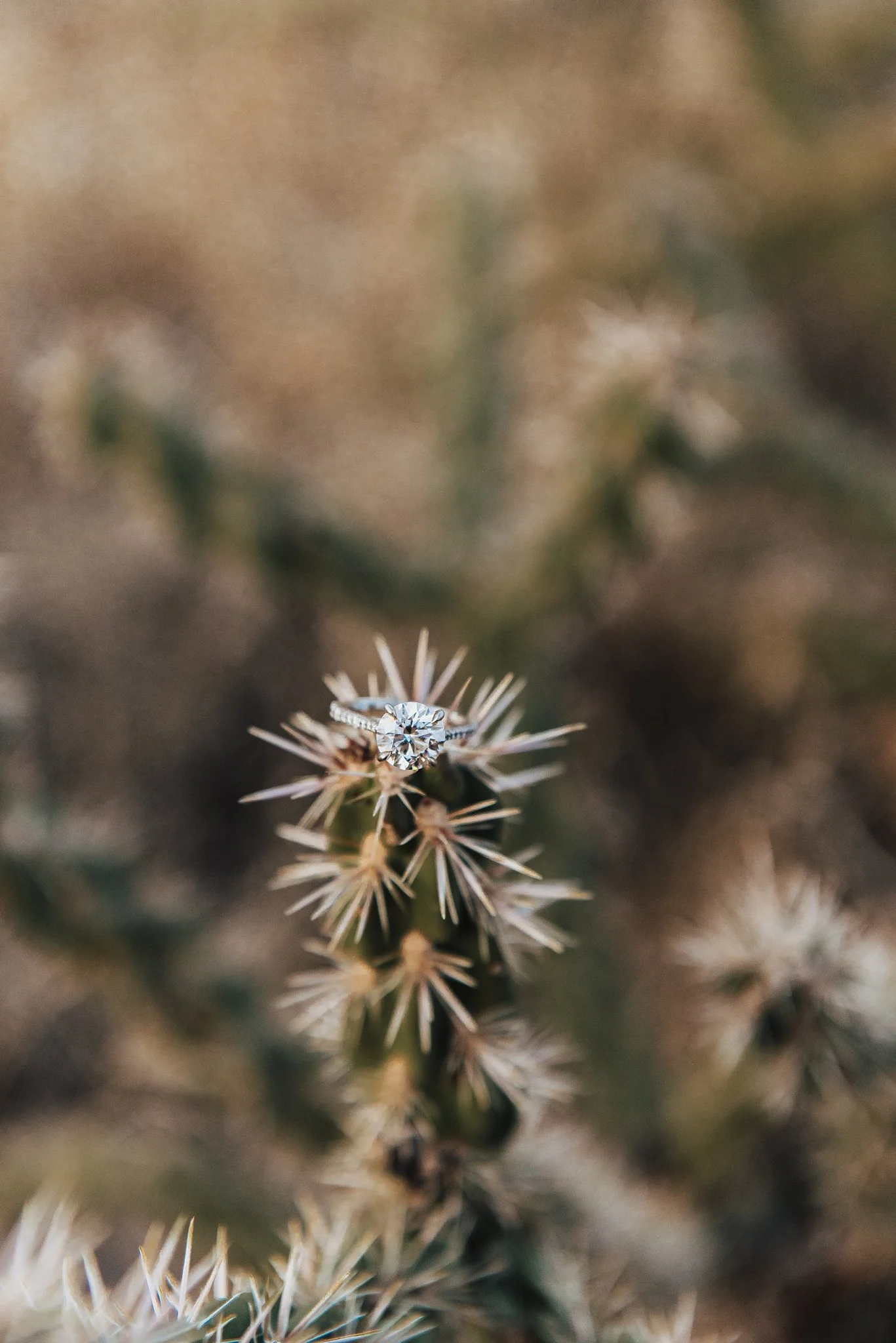 Alicia+lucia+photography+-+desert+engagement+-+southwest+engagement+-+new+mexico+engagement_0055.jpg