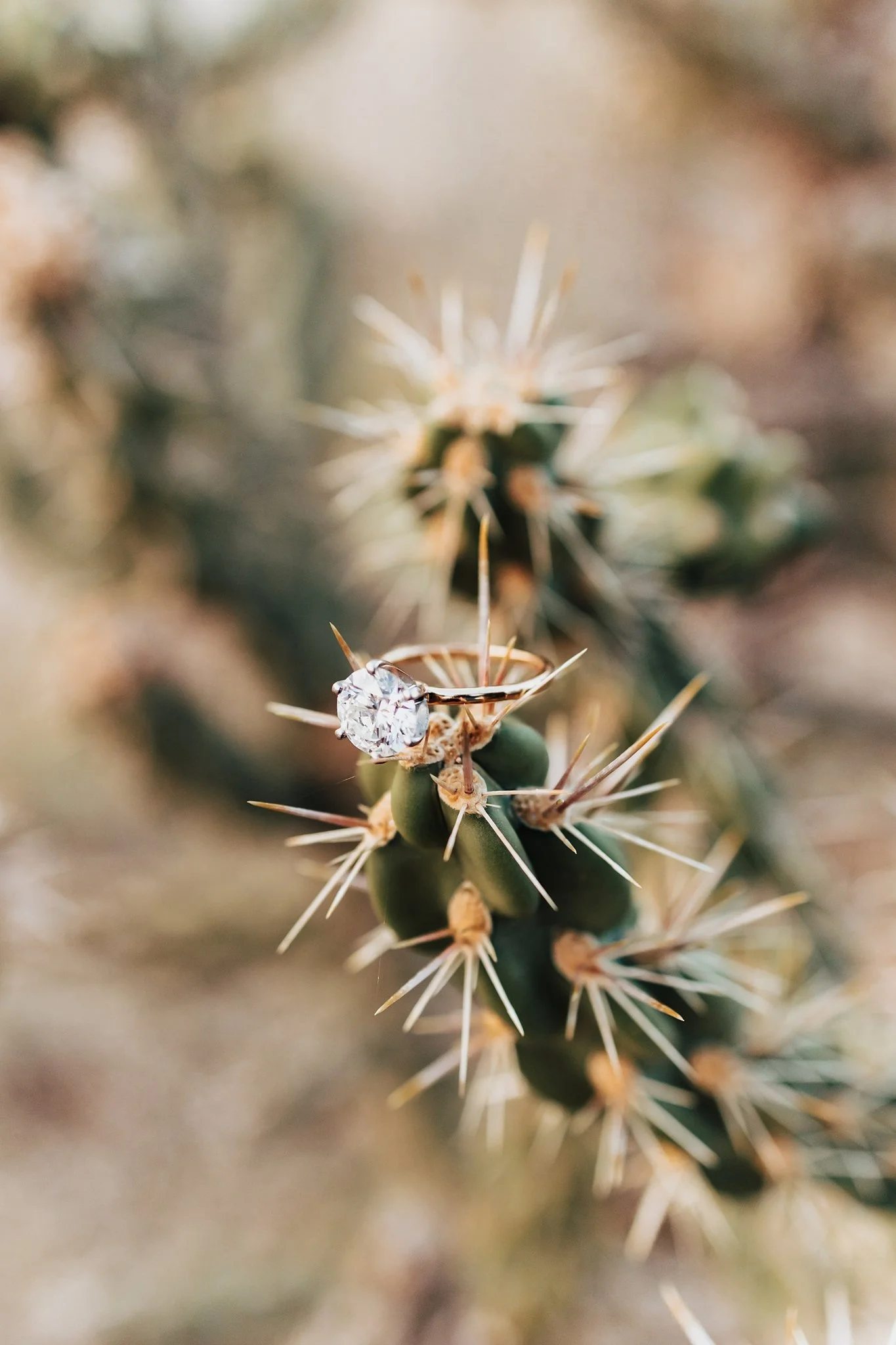 Alicia+lucia+photography+-+ldesert+engagement+-+southwest+engagement+-+albuquerque+engagement_0023.jpg