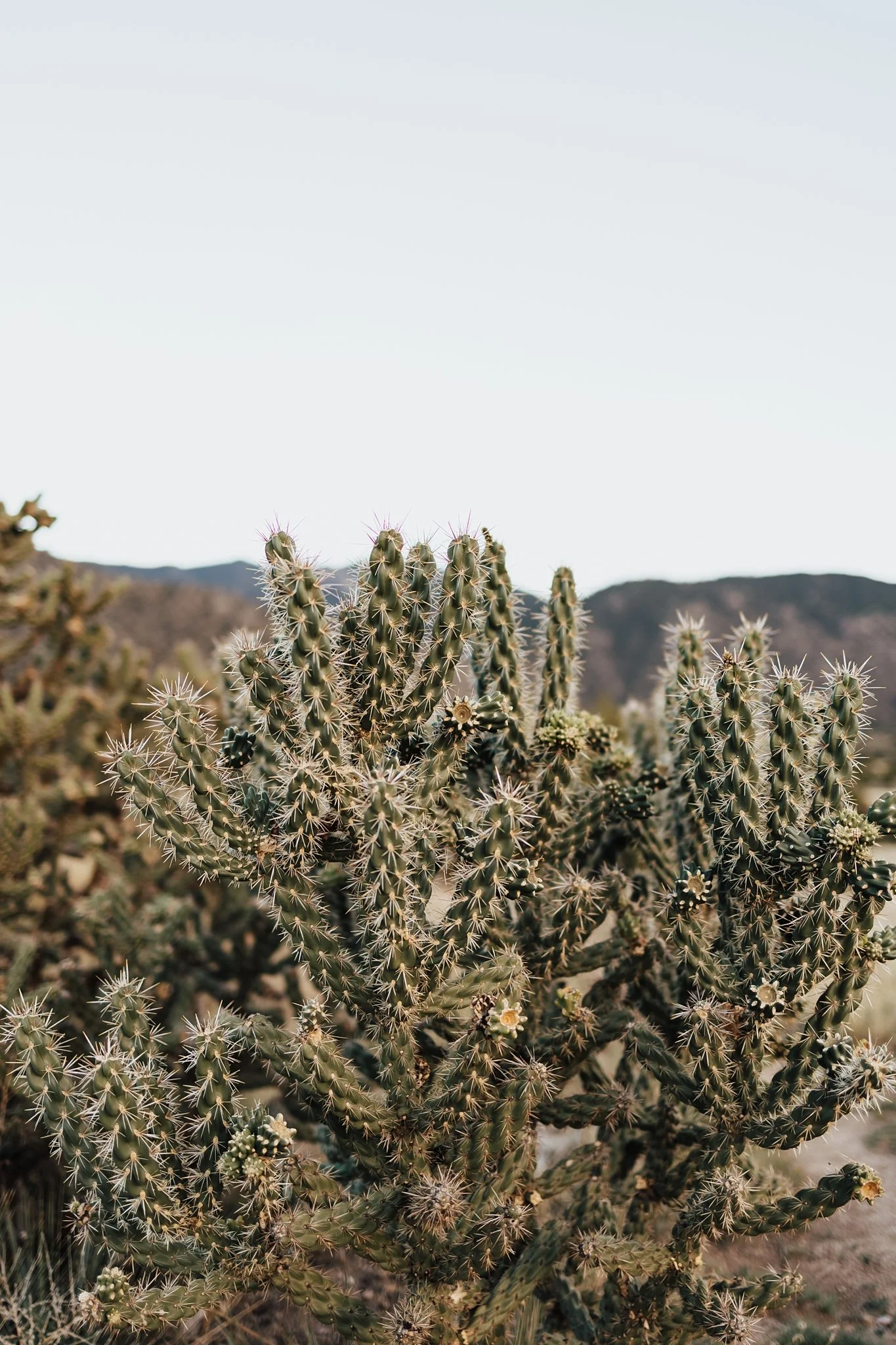 Alicia+lucia+photography+-+ldesert+engagement+-+southwest+engagement+-+albuquerque+engagement_0024.jpg