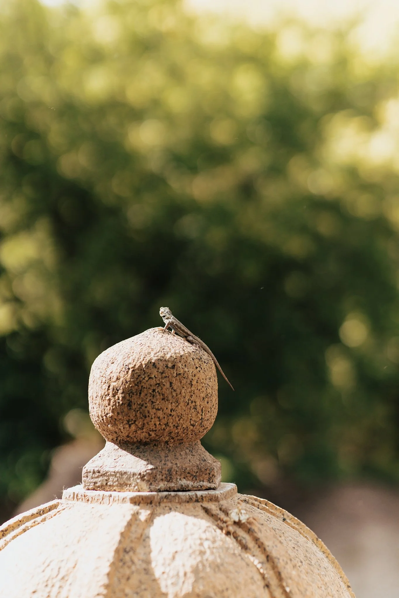 Alicia+lucia+photography+-+botanic-garden+-+botanic-garden-engagement+-+albuquerque-engagement_0054.jpg