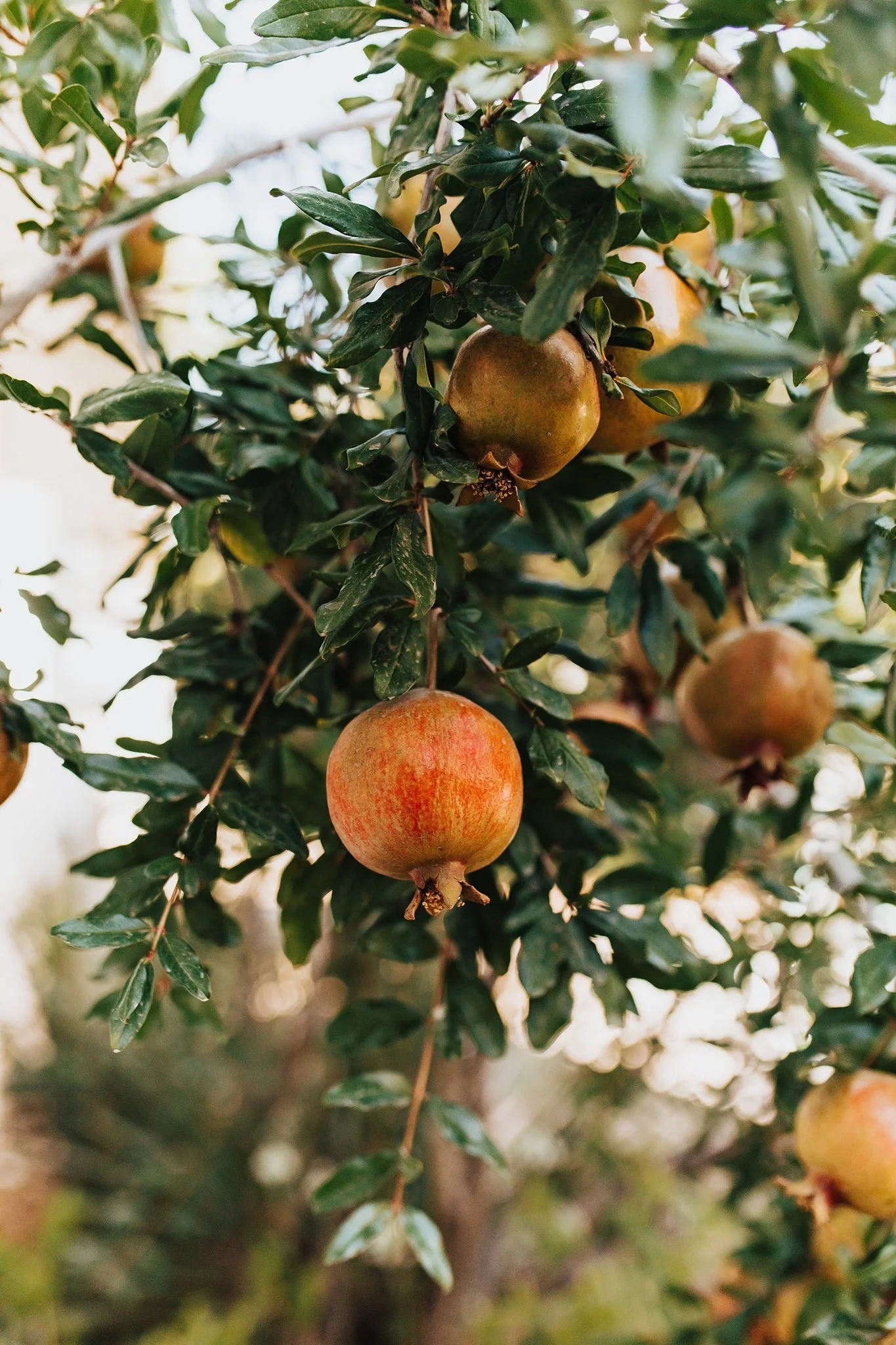 Alicia+lucia+photography+-+los+poblanos+-+los+poblanos+wedding+-+lavender+farm+wedding_0009.jpg