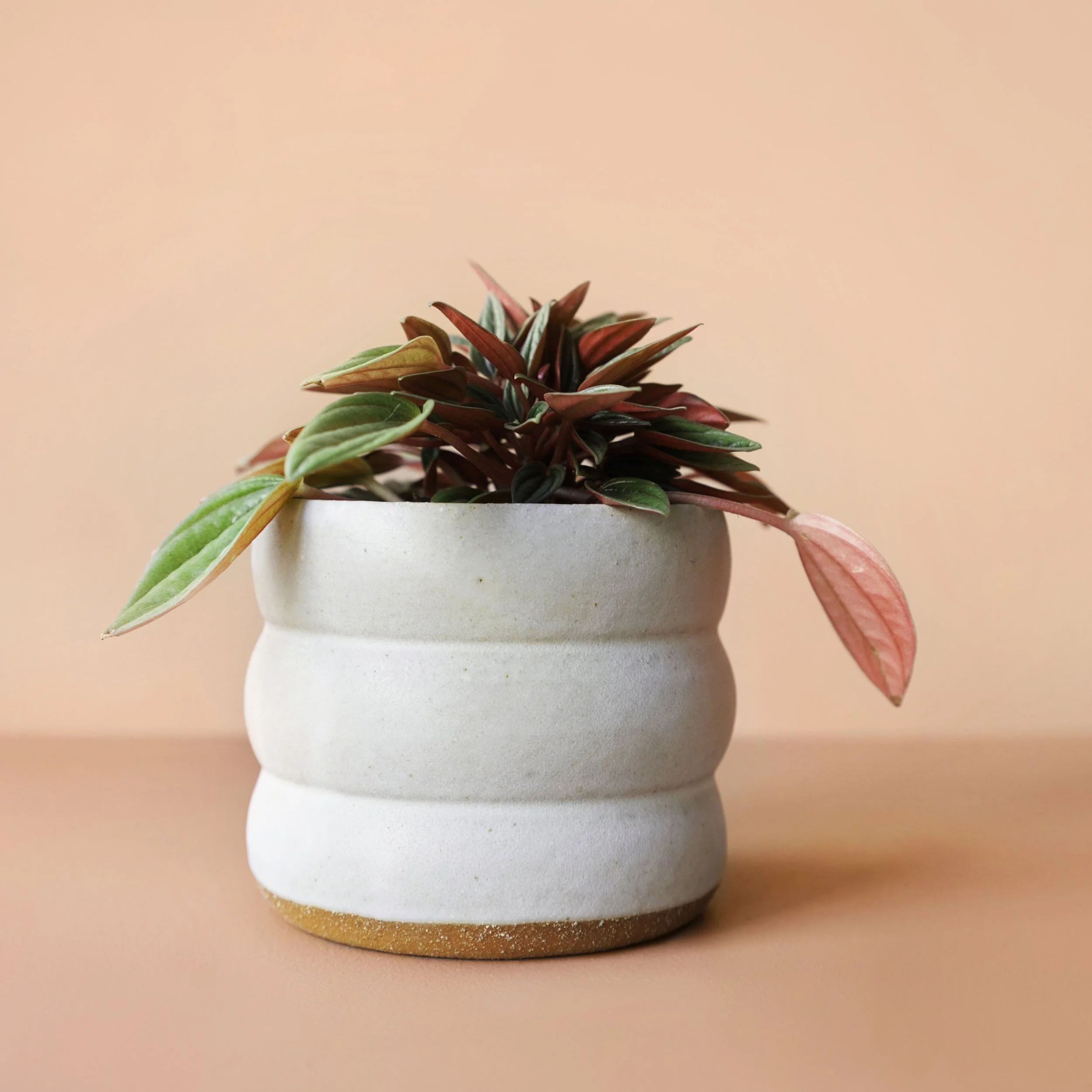 bubble planter (small)