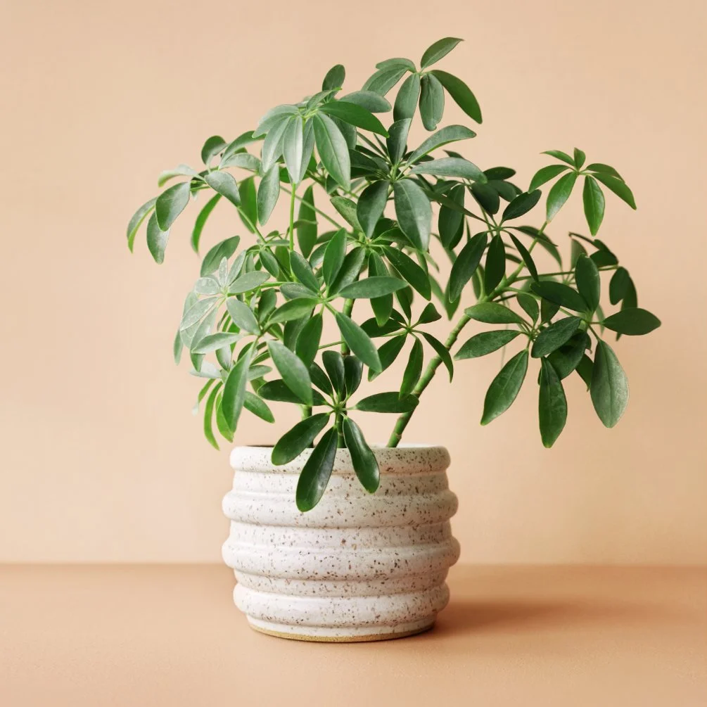 cv ceramics_ripple planter.jpg
