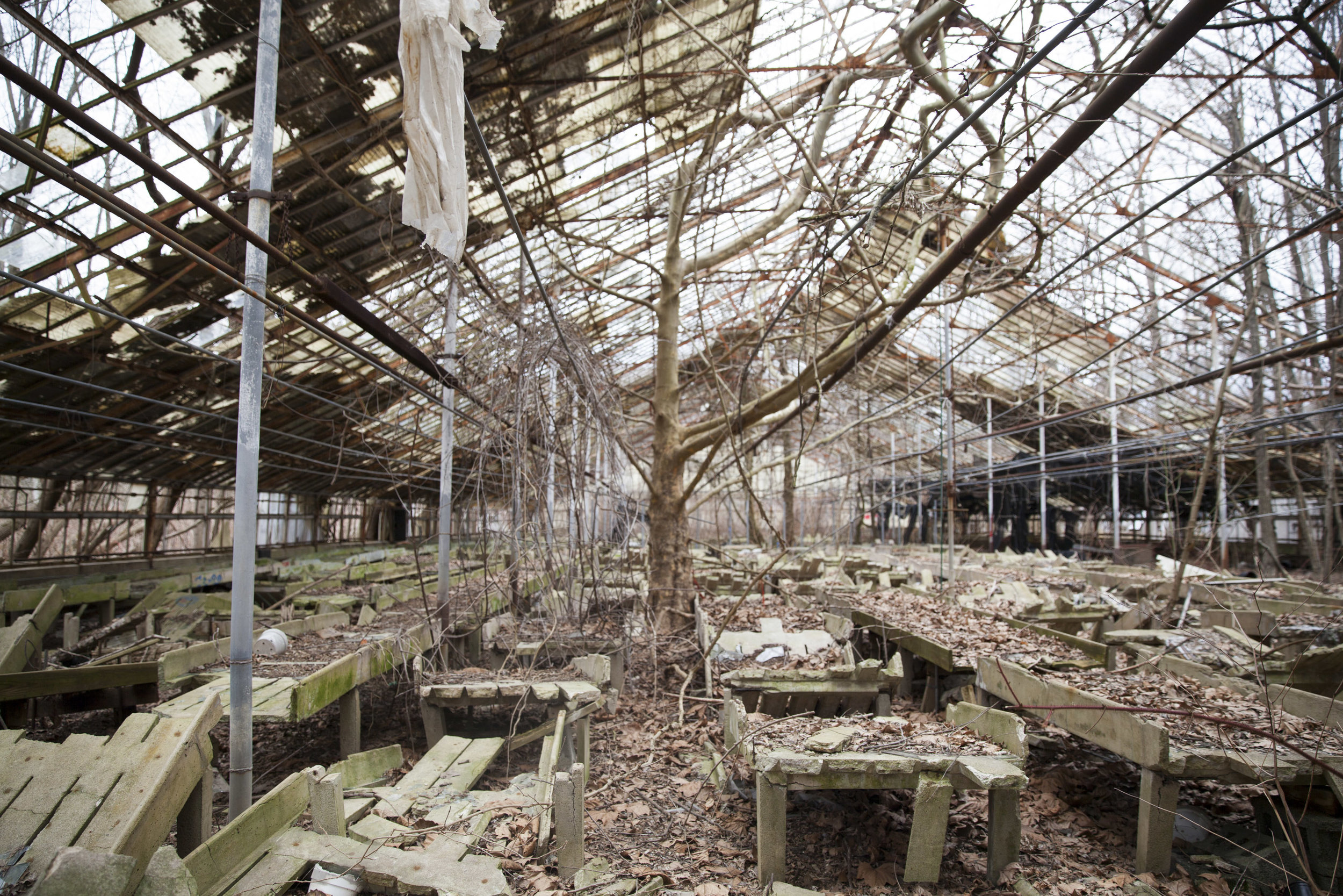 160313-kristenhom-abandoned greenhouse-066.jpg