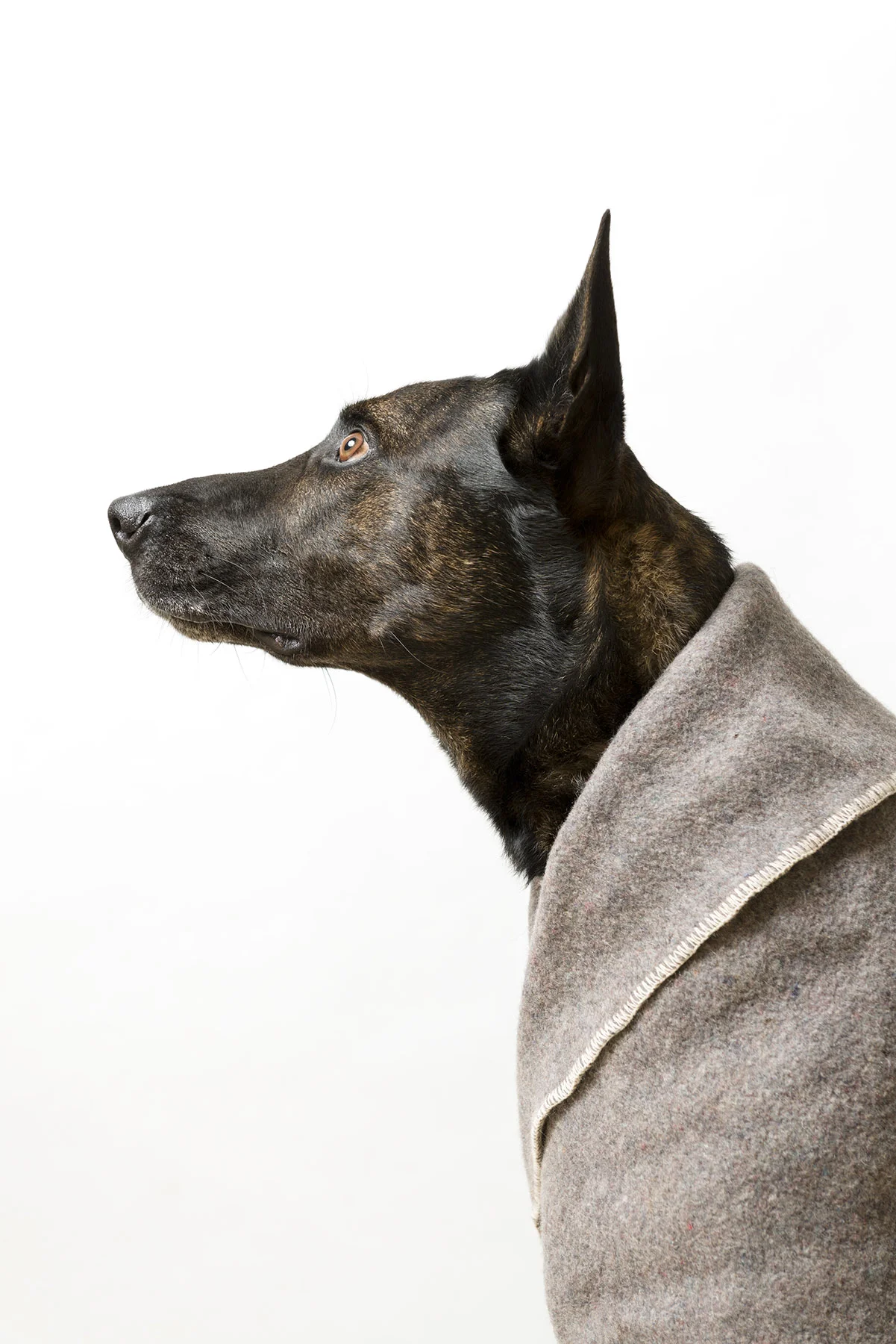 dog #2.jpg