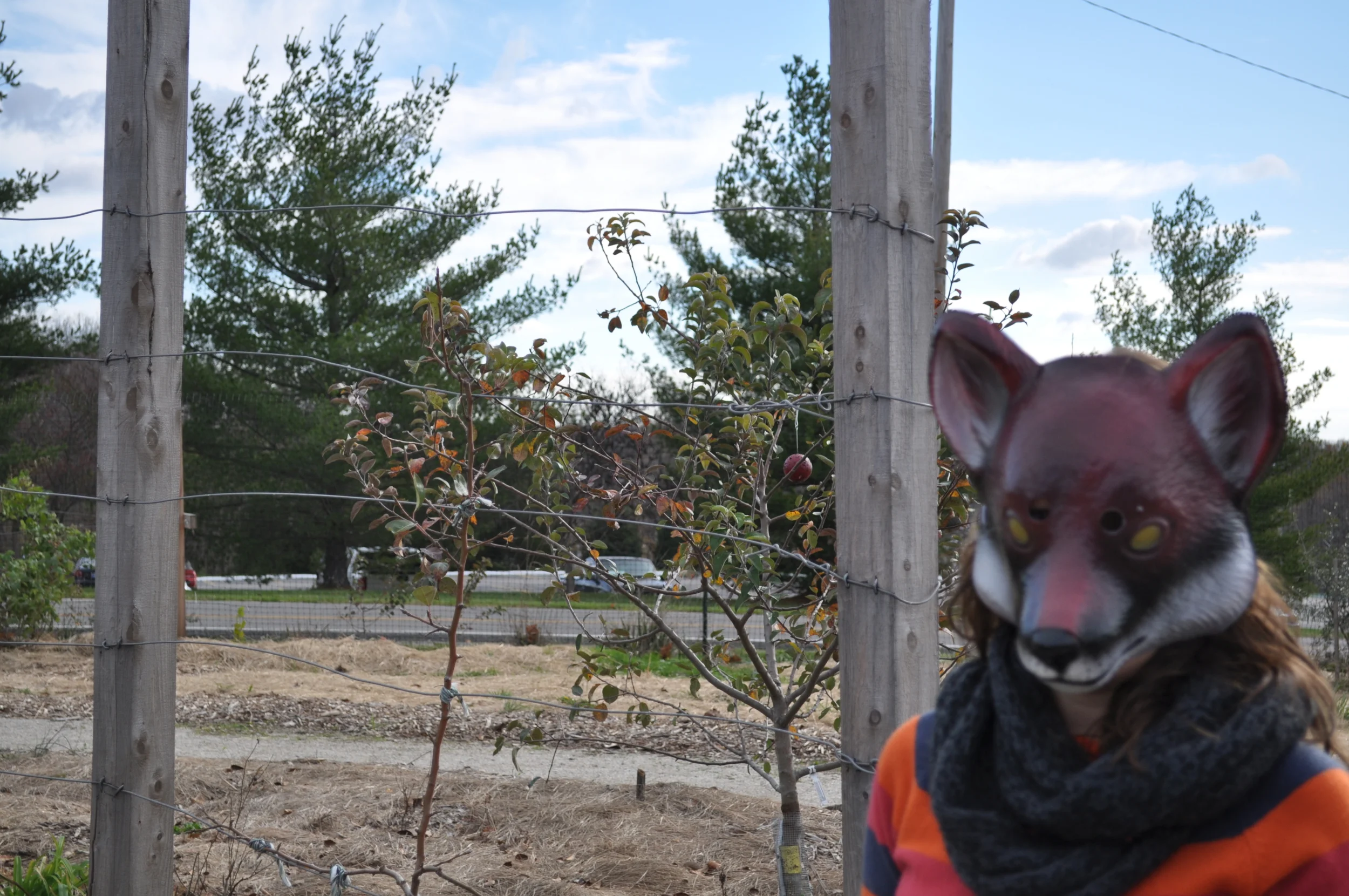 fox.JPG