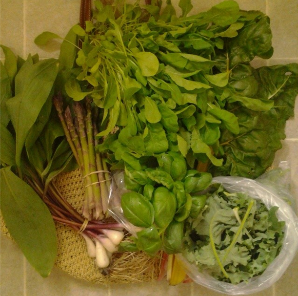 A mountain of greens from outdoor market number 4: arugula and basil, ramps, Swiss chard and baby kale, asparagus. Not pictures: 2 nasturtium. ($25)