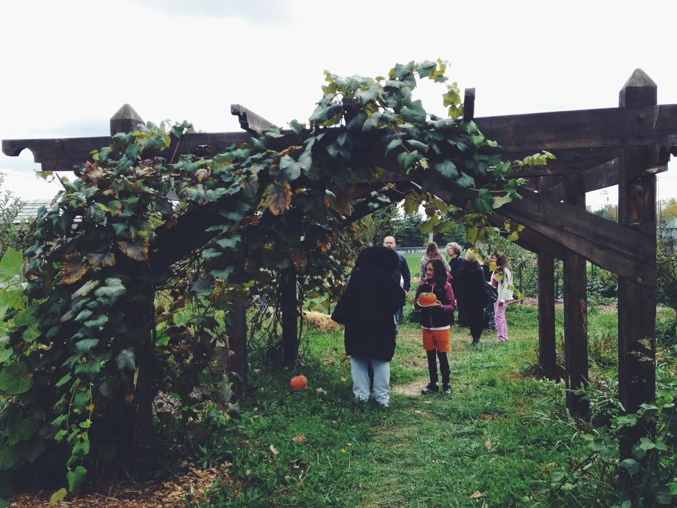 ...and grape pressing with grapes from this arbor.
