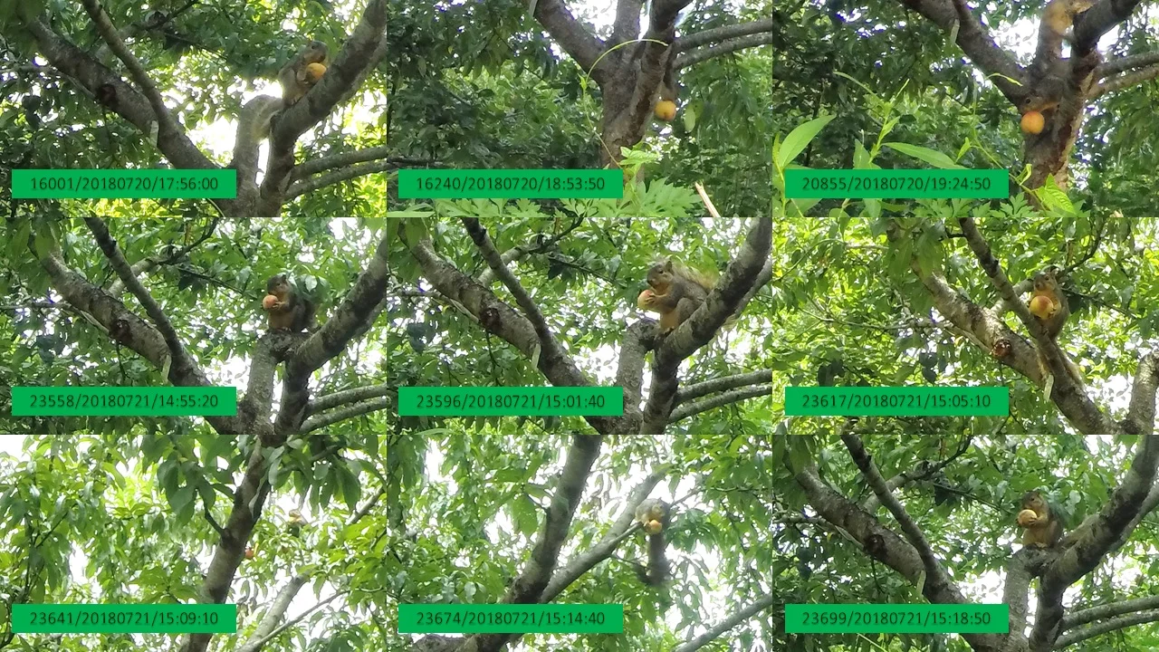 Squirrels seem to be sneaking off with the bulk of the Orchard's peaches. The timestamps on these photos are from six different hours; four photos are from a 20-minute period as a squirrel moves among the branches with a peach.