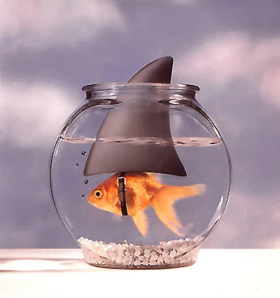 SHARKFISH - GARFIELD PHOTOGRAPHY