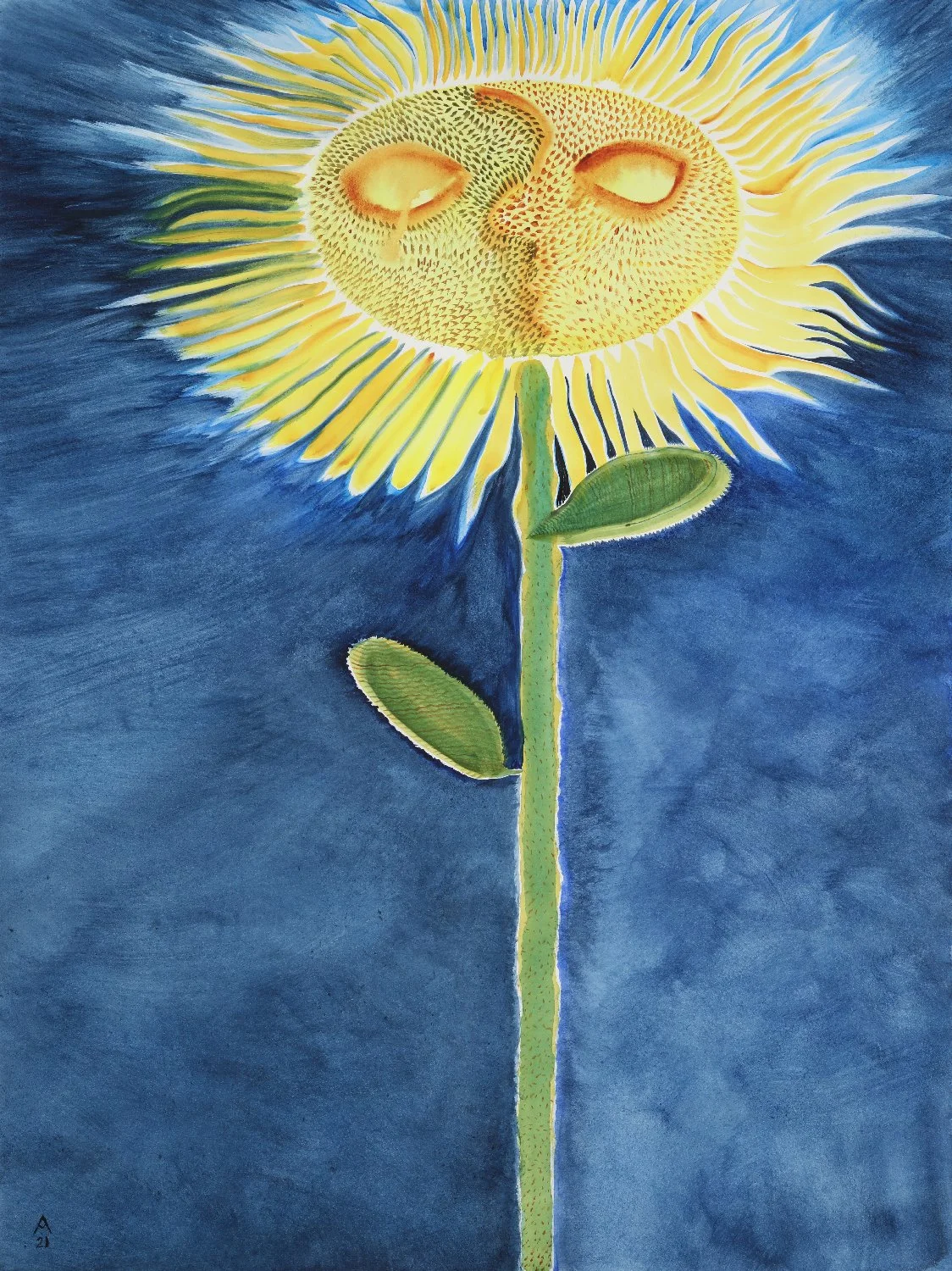 Sunflower-Two Faces