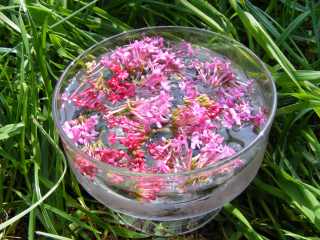 Most of the more delicate flowers for the remedies are prepared using the sun method. This involves floating the flower heads in pure water for three hours, in direct sunlight