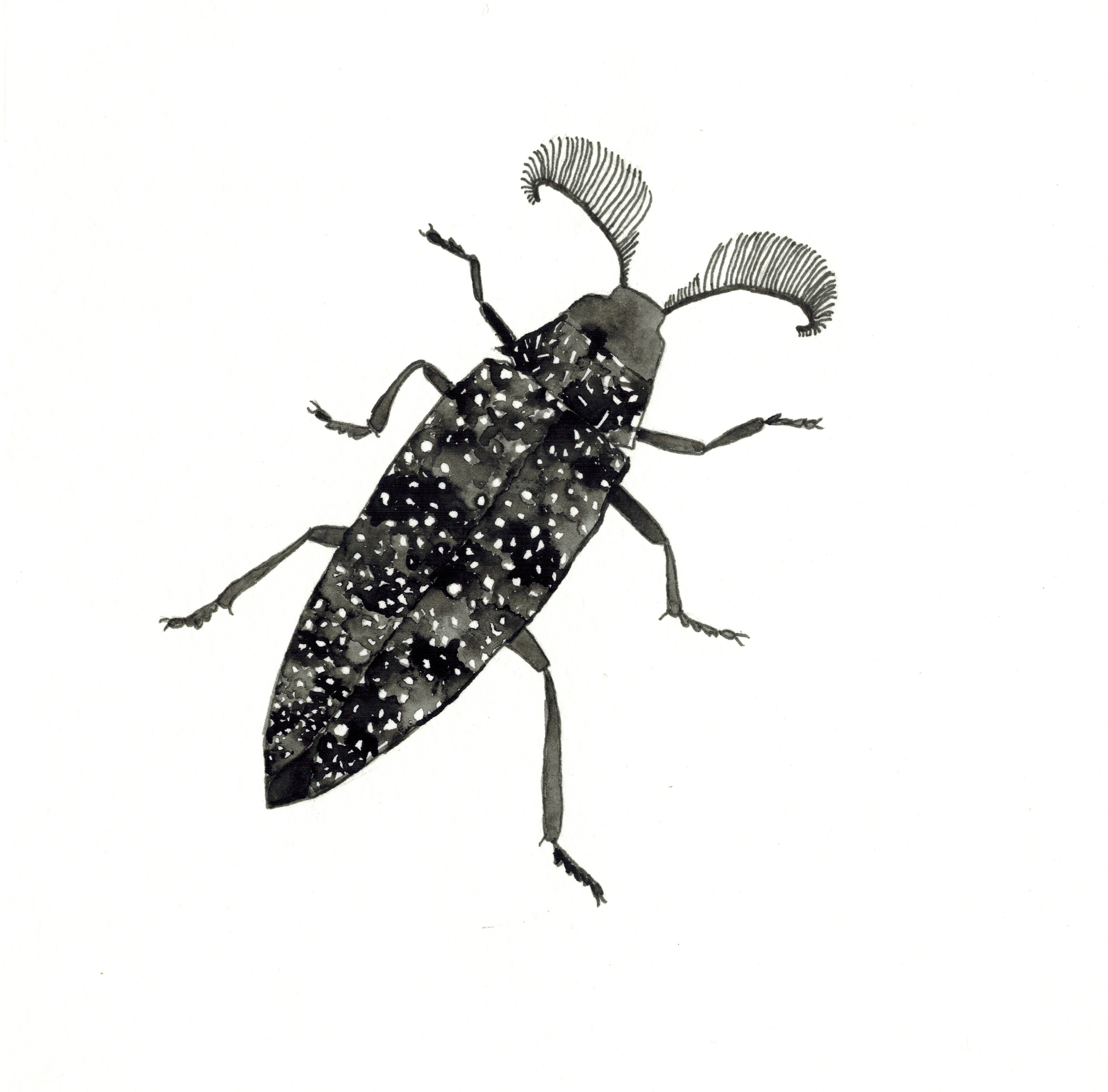 feather-horned beetle