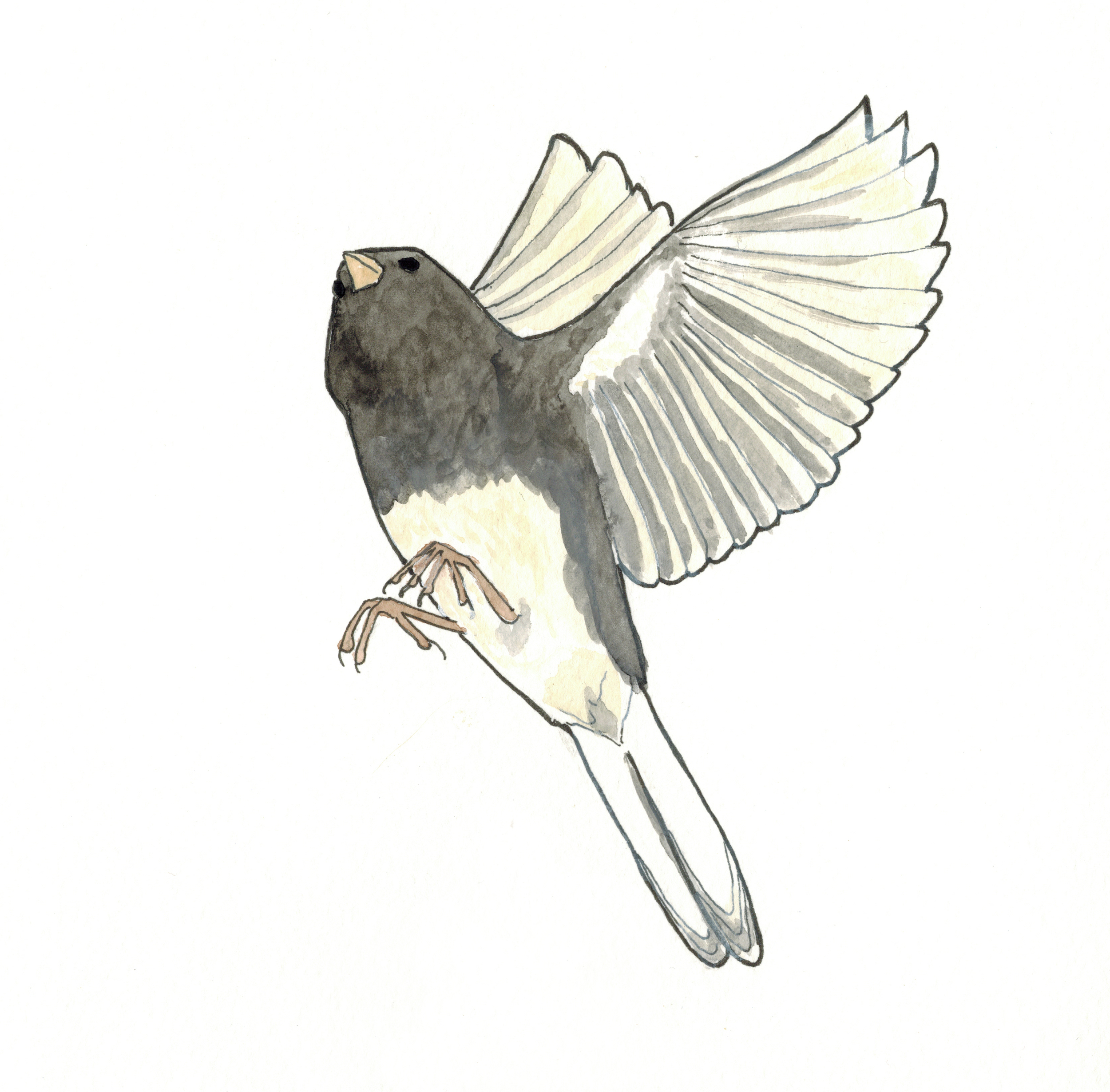 dark-eyed junco