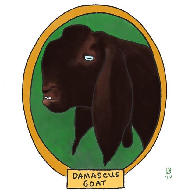 and now, a damsascus goat! but why, u may ask! ok we all know there are endangered wild animals - but there are also threatened/endangered domestic animals. this nightmare creature is one of them.  before mass agriculture, there were thousands of reg