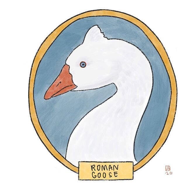 next in the tour of threatened farm animal breeds, the roman goose with its cute lil topknot. this goose could cause some serious trouble snapple-papping all over town, ya know?