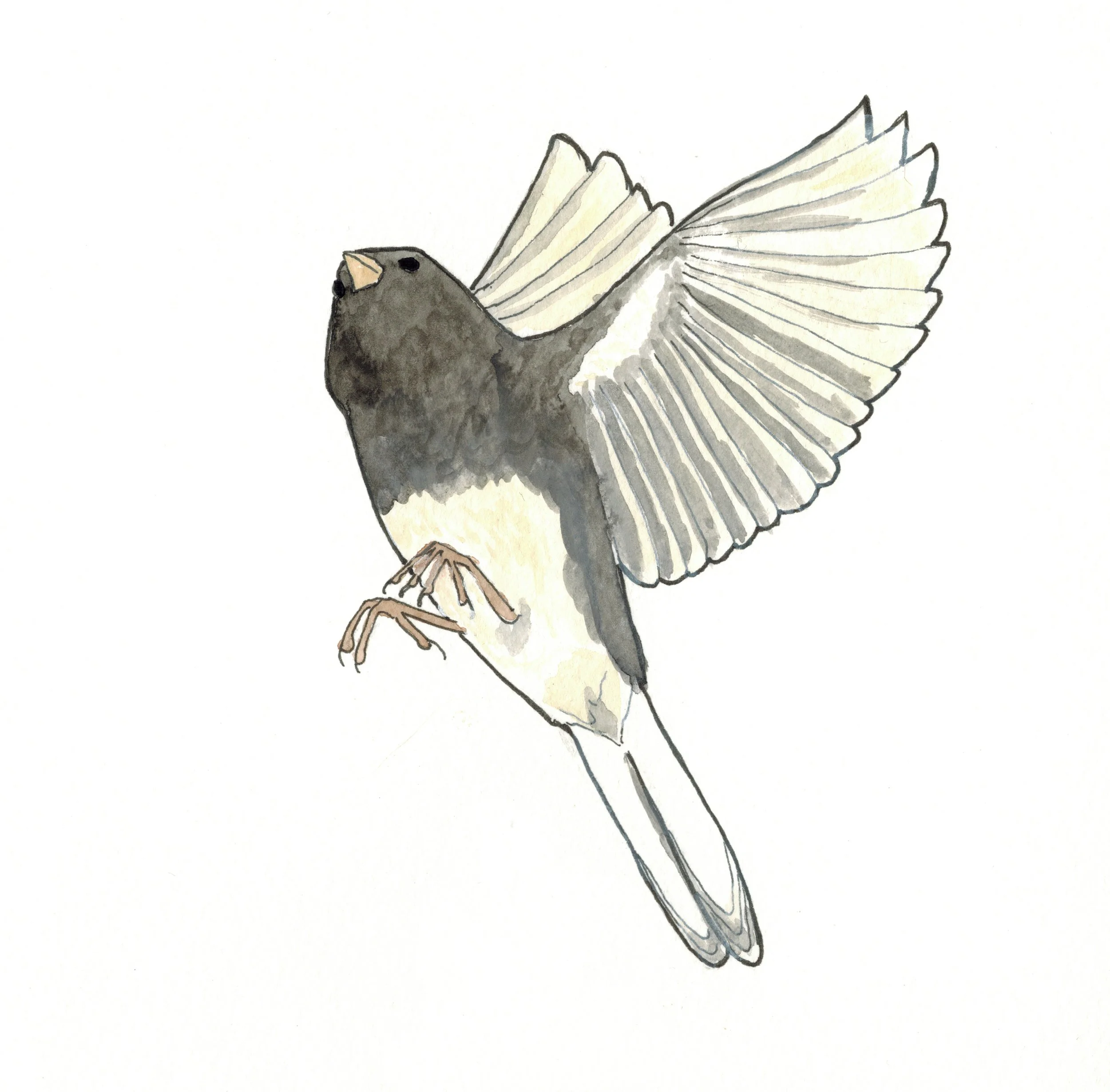 dark eyed junco.jpg