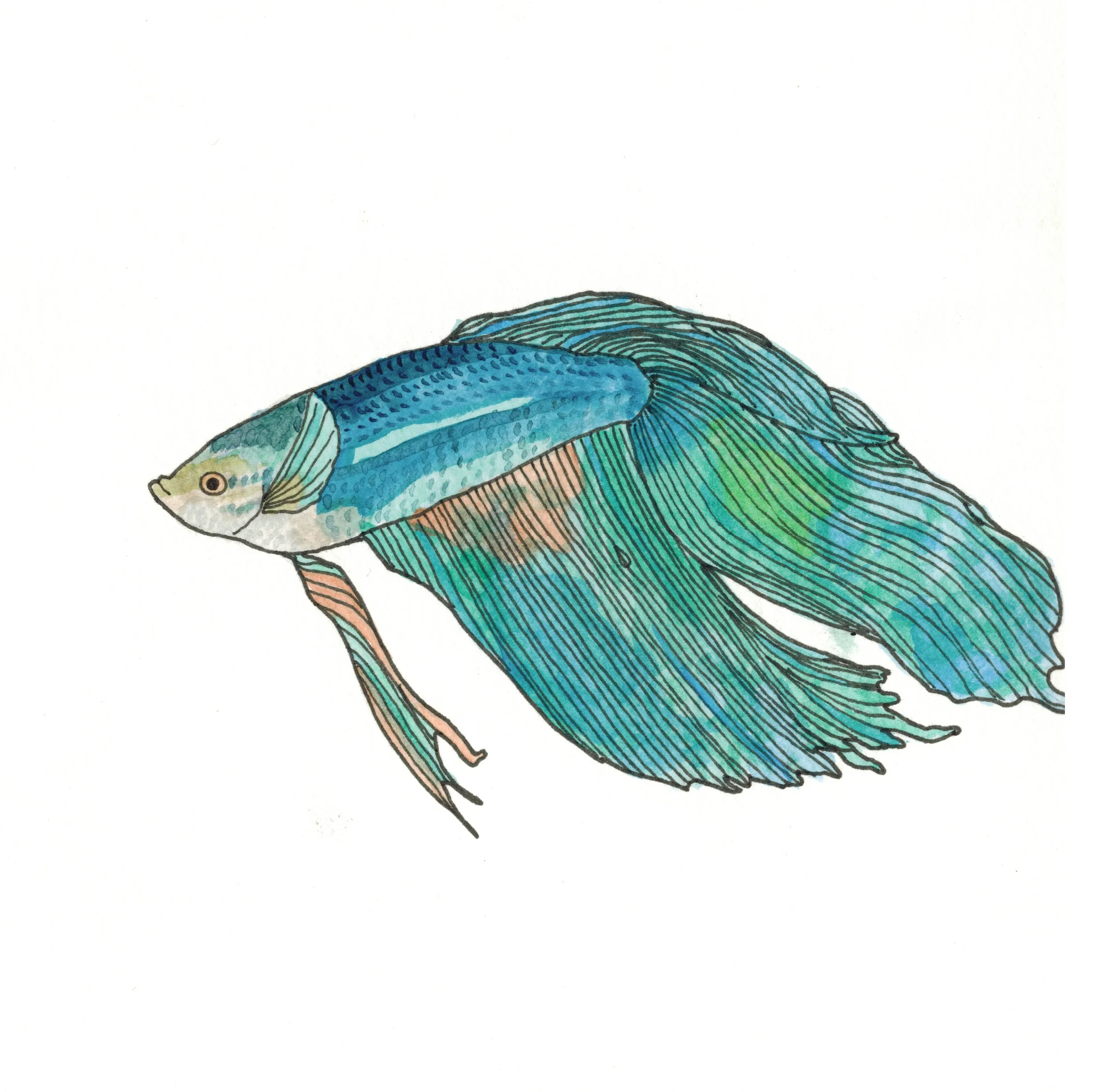 betta.jpg