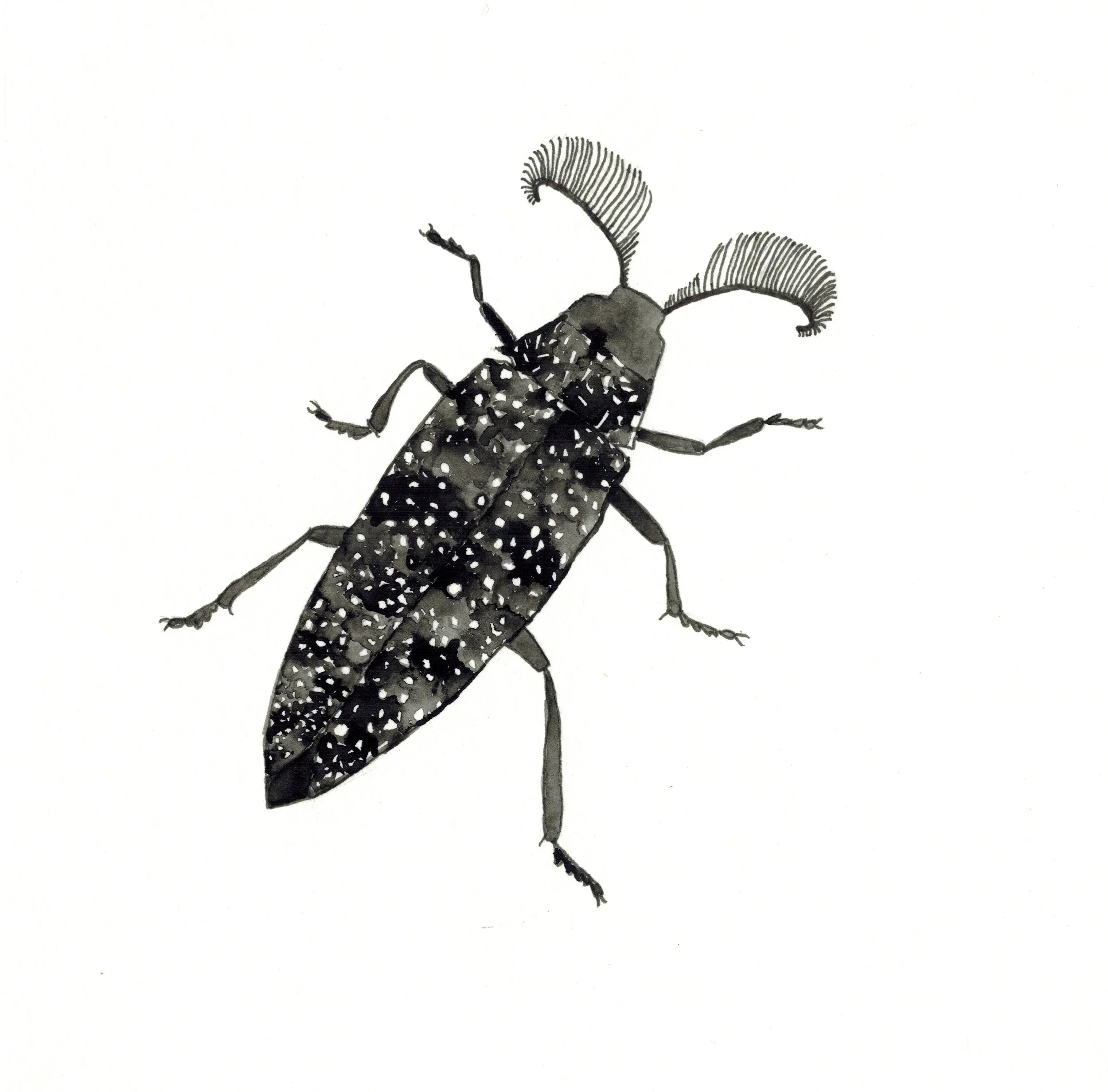 feather horned beetle.jpg