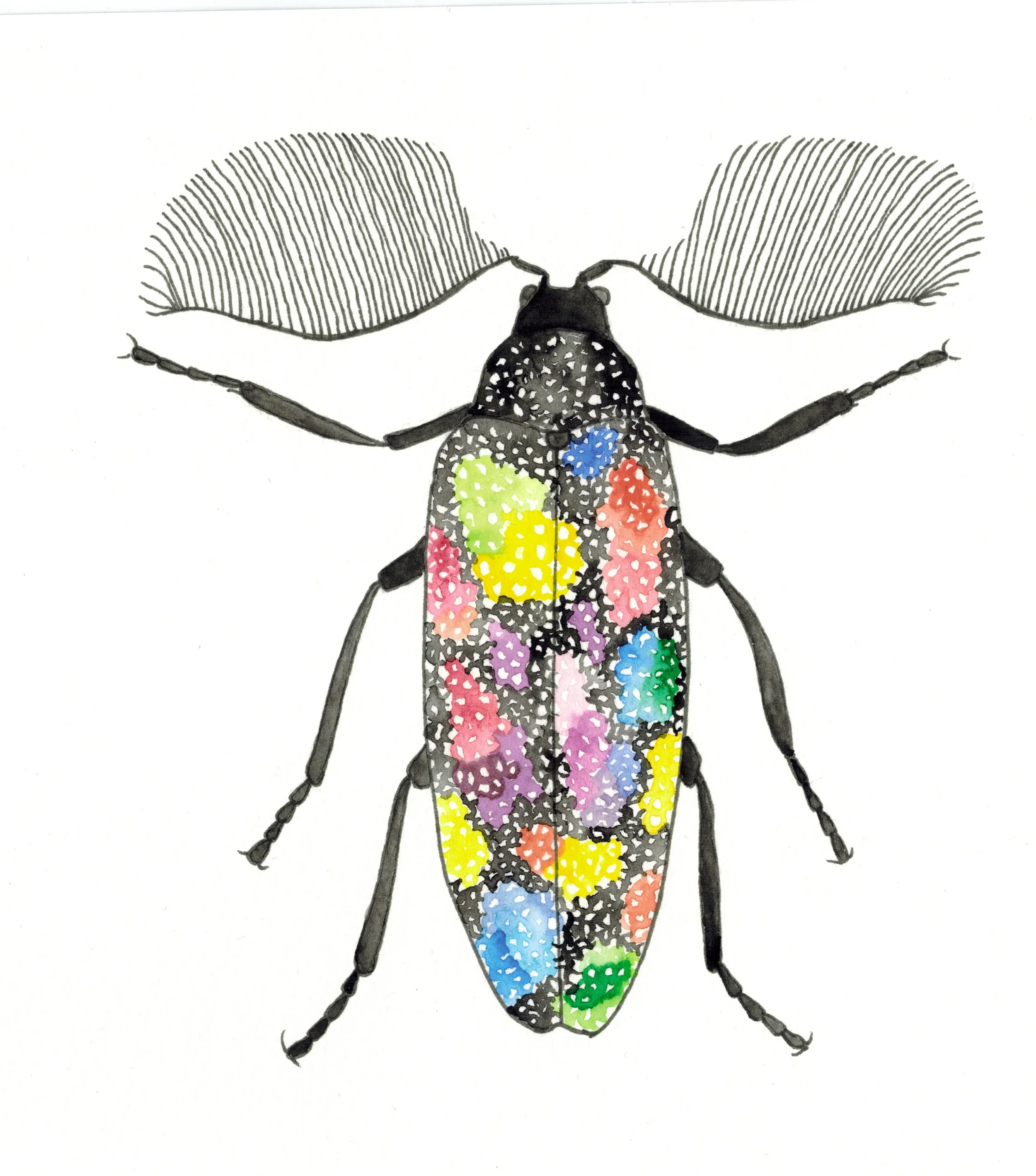 galaxy beetle square.jpg