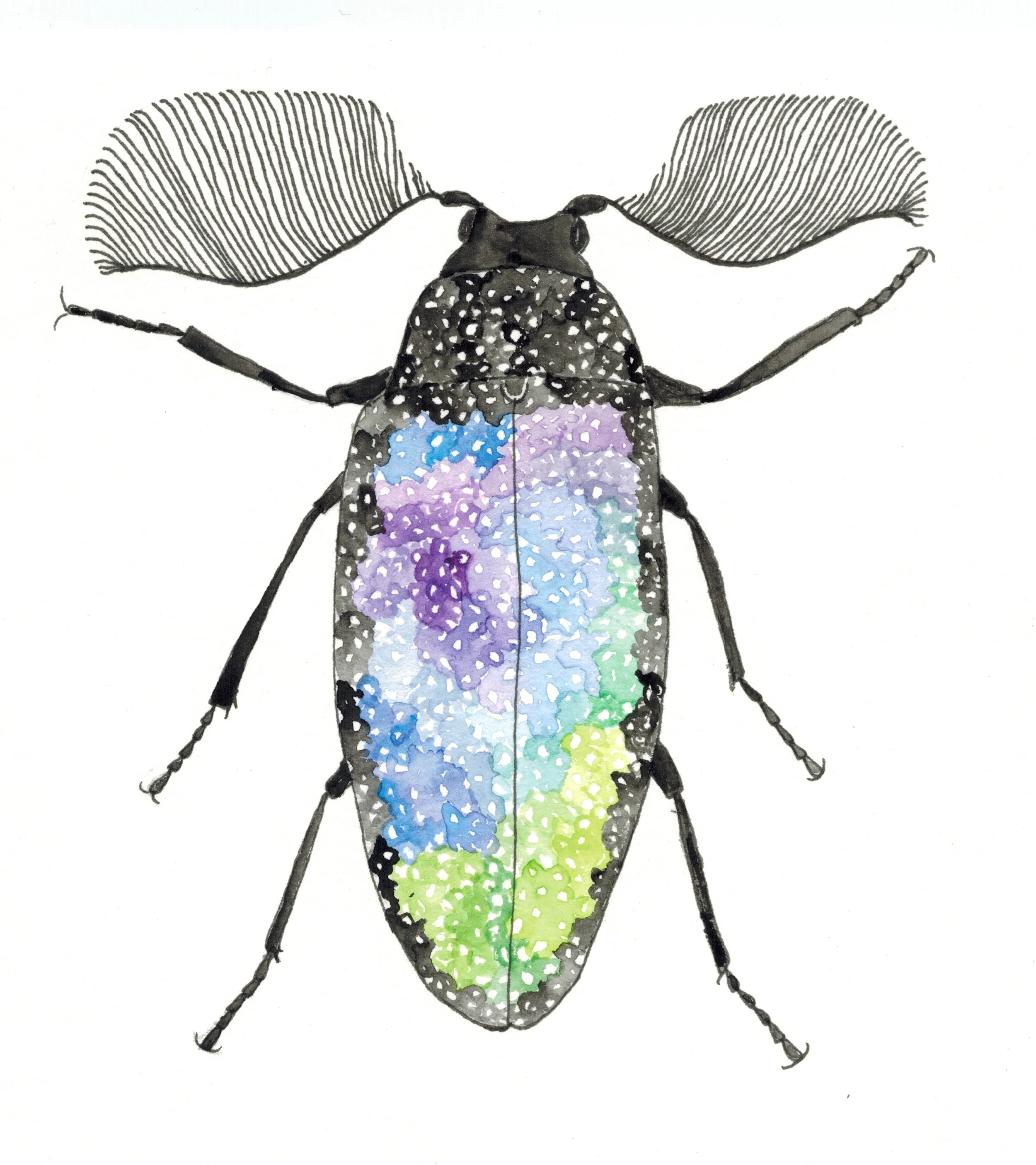 galaxy beetle.jpg