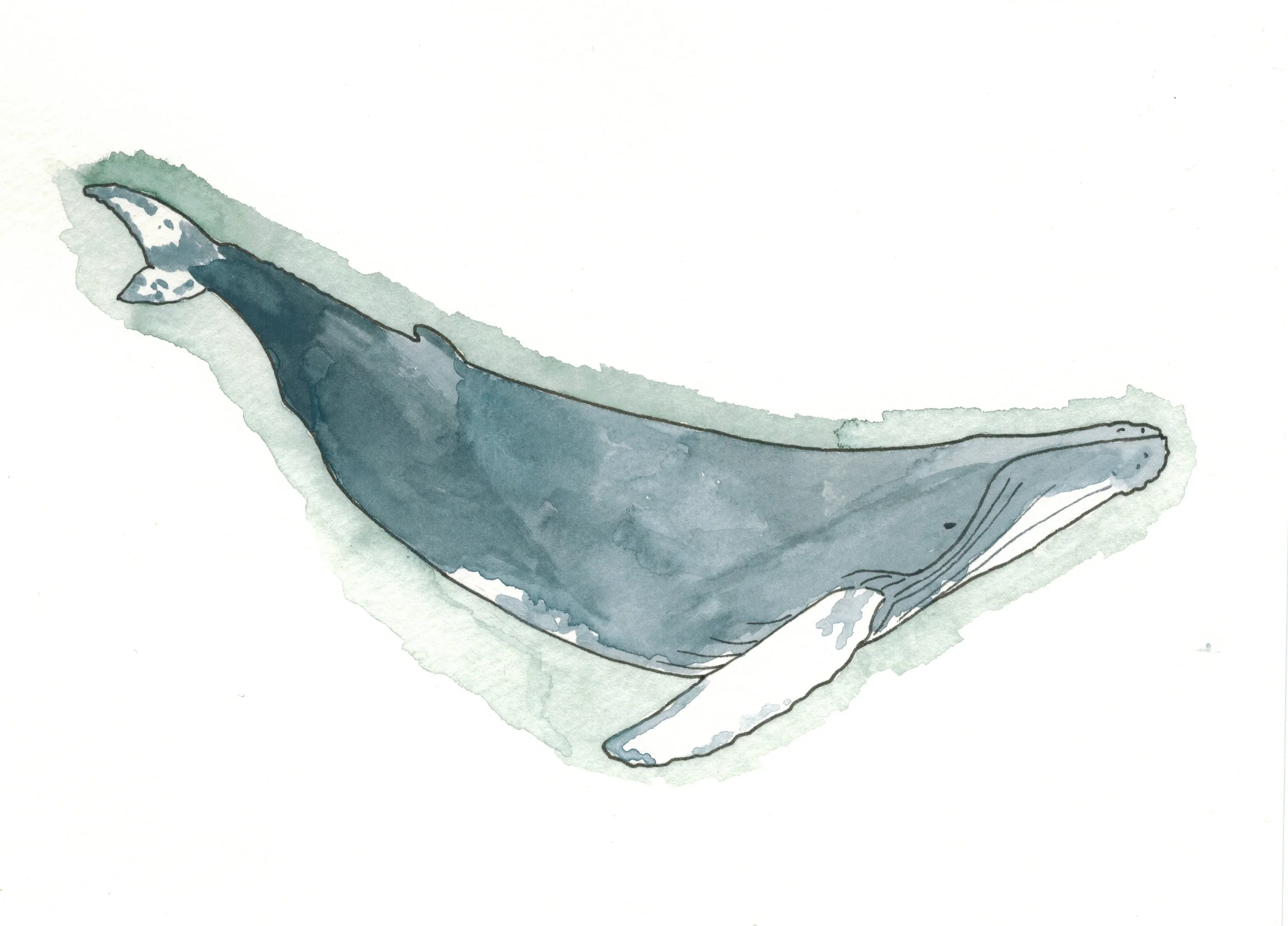 humpback green.jpg