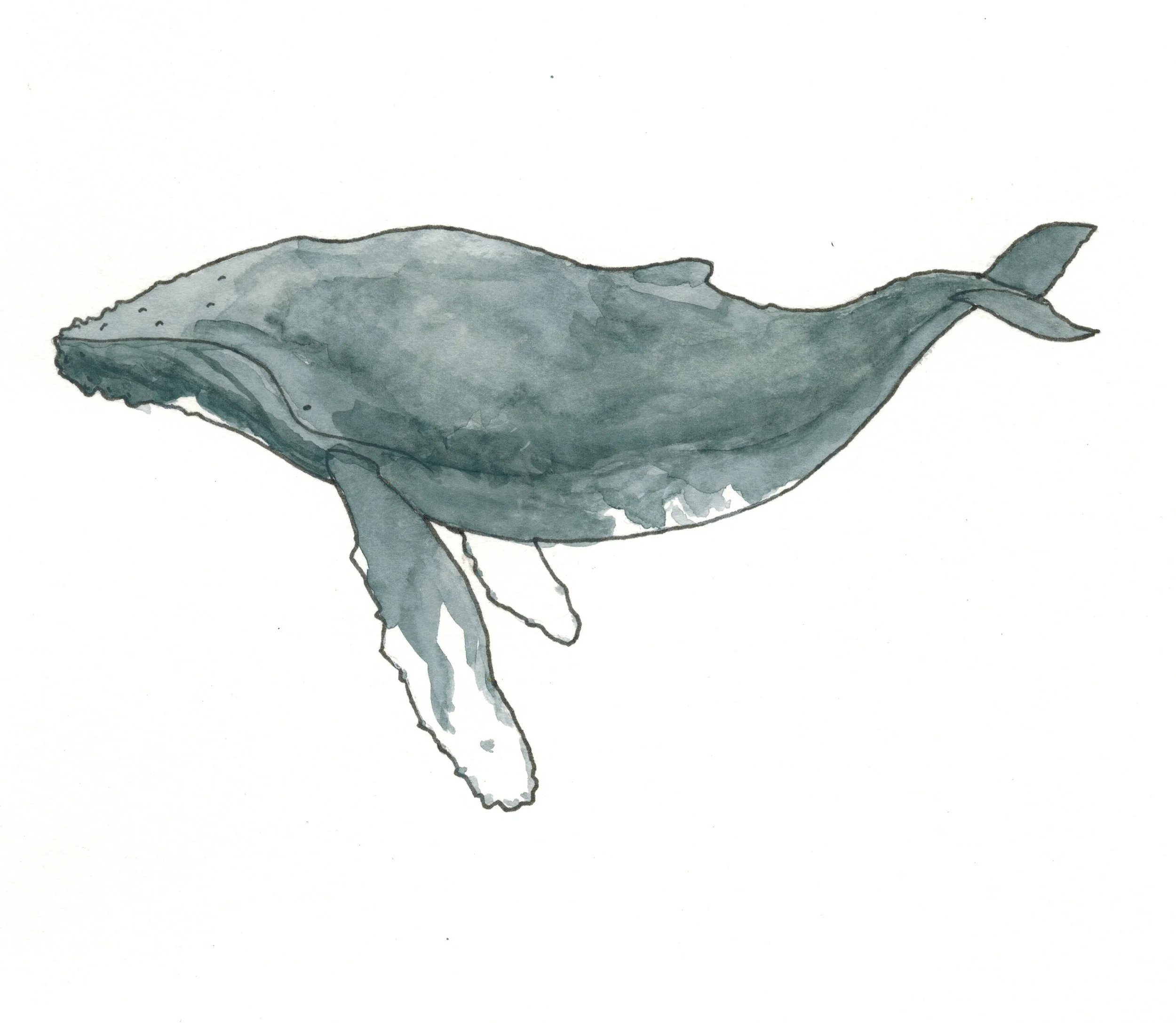 humpback.jpg
