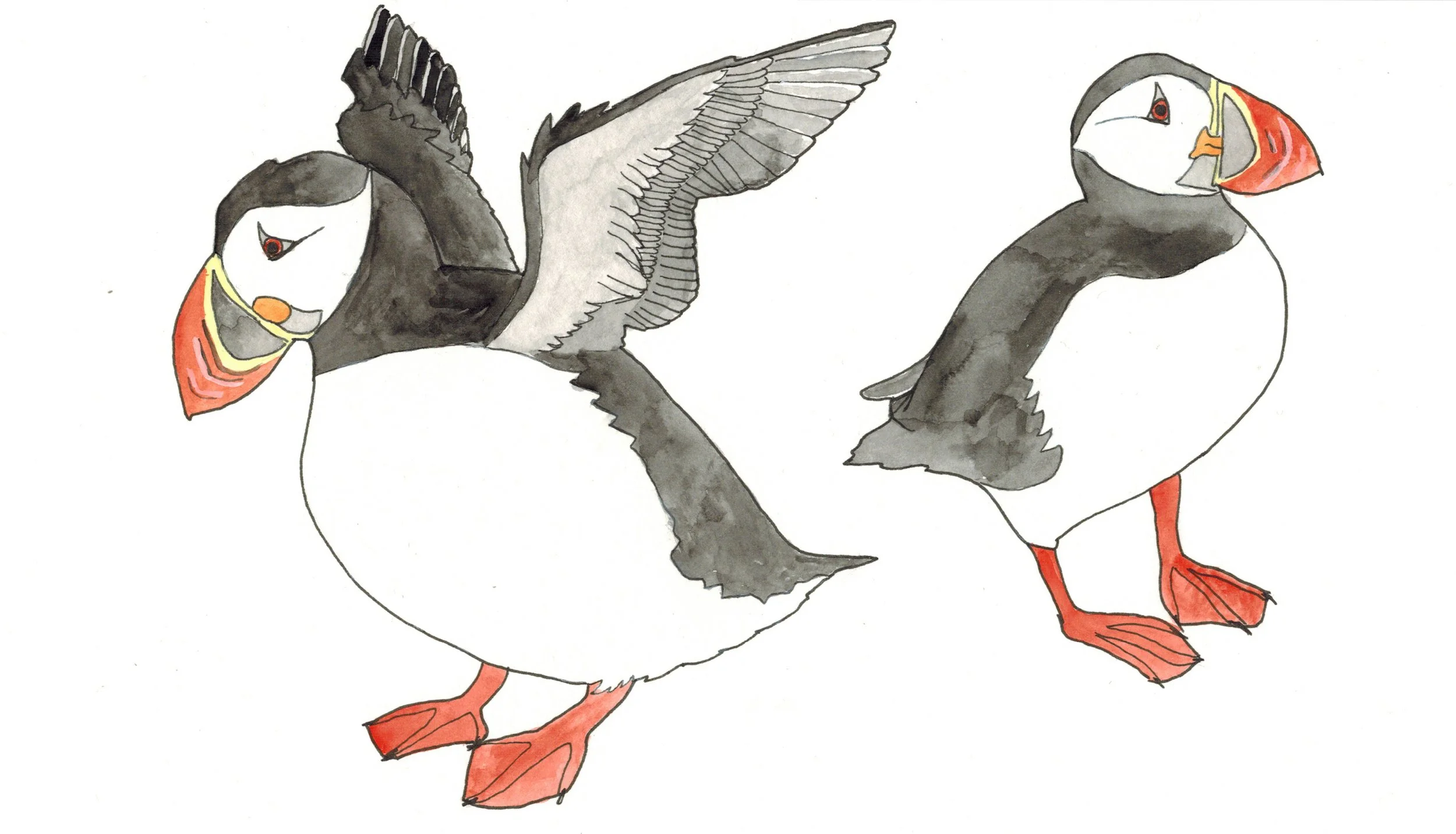puffins.jpg