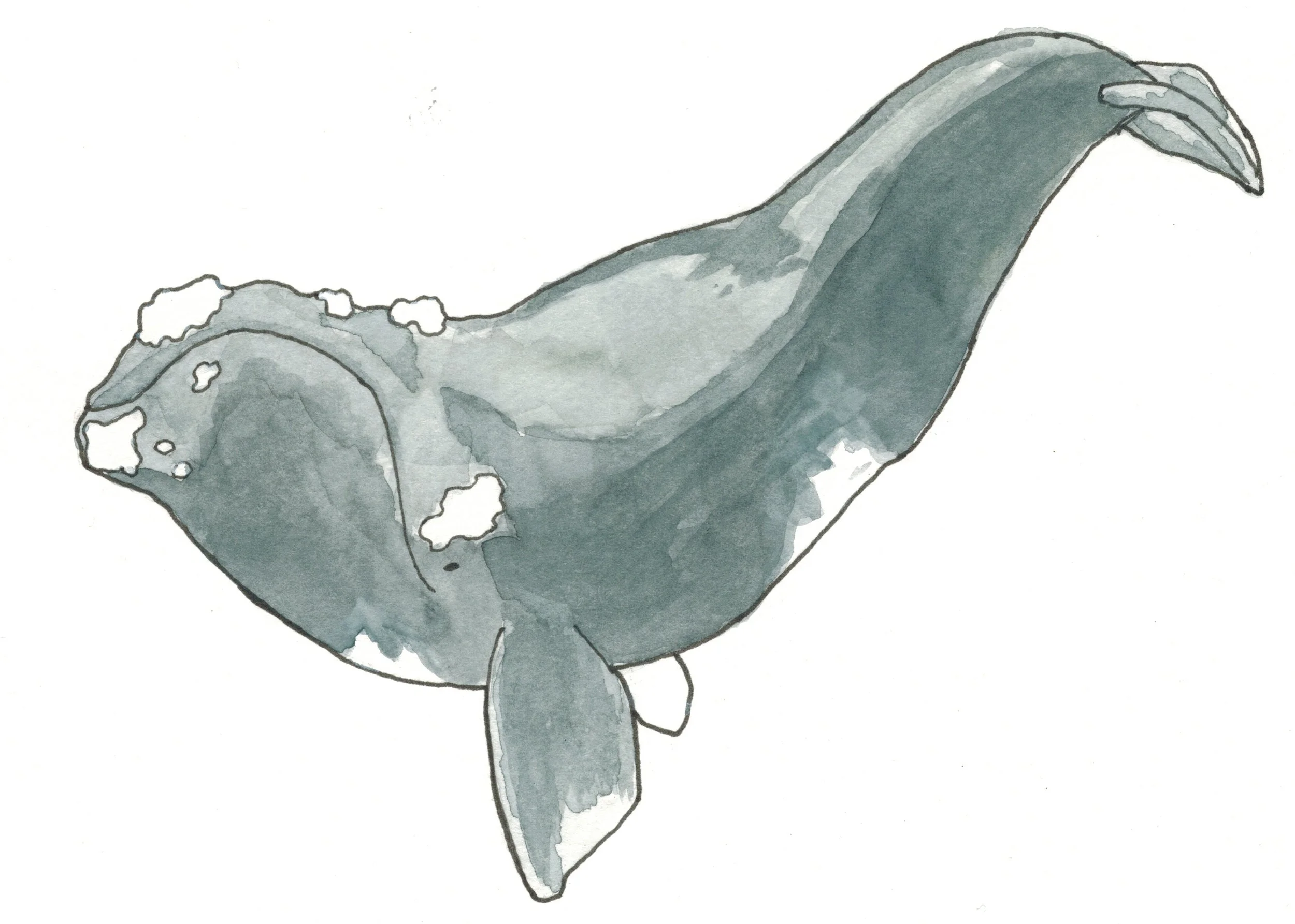 right whale 1.jpg