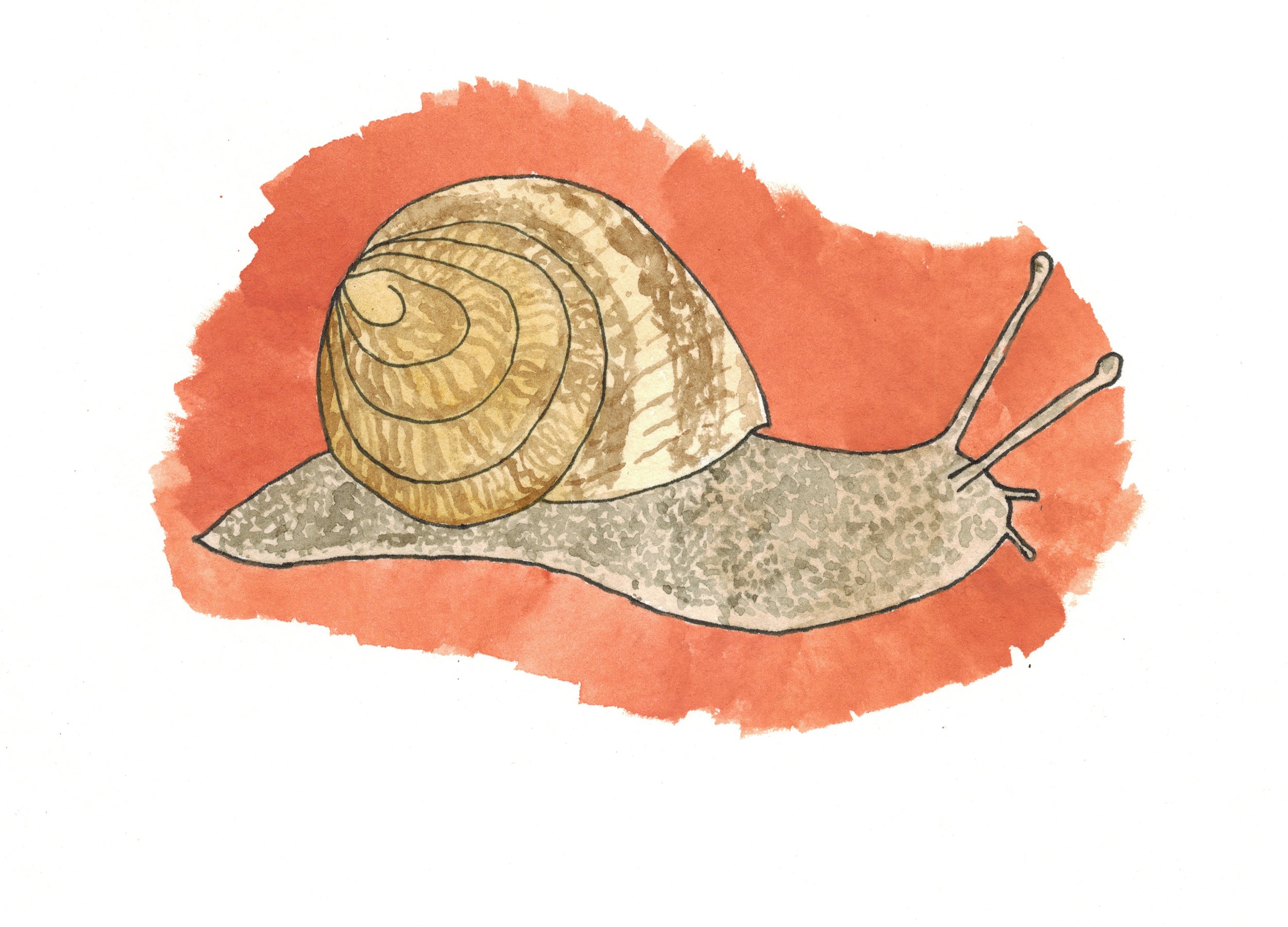 snail.jpg