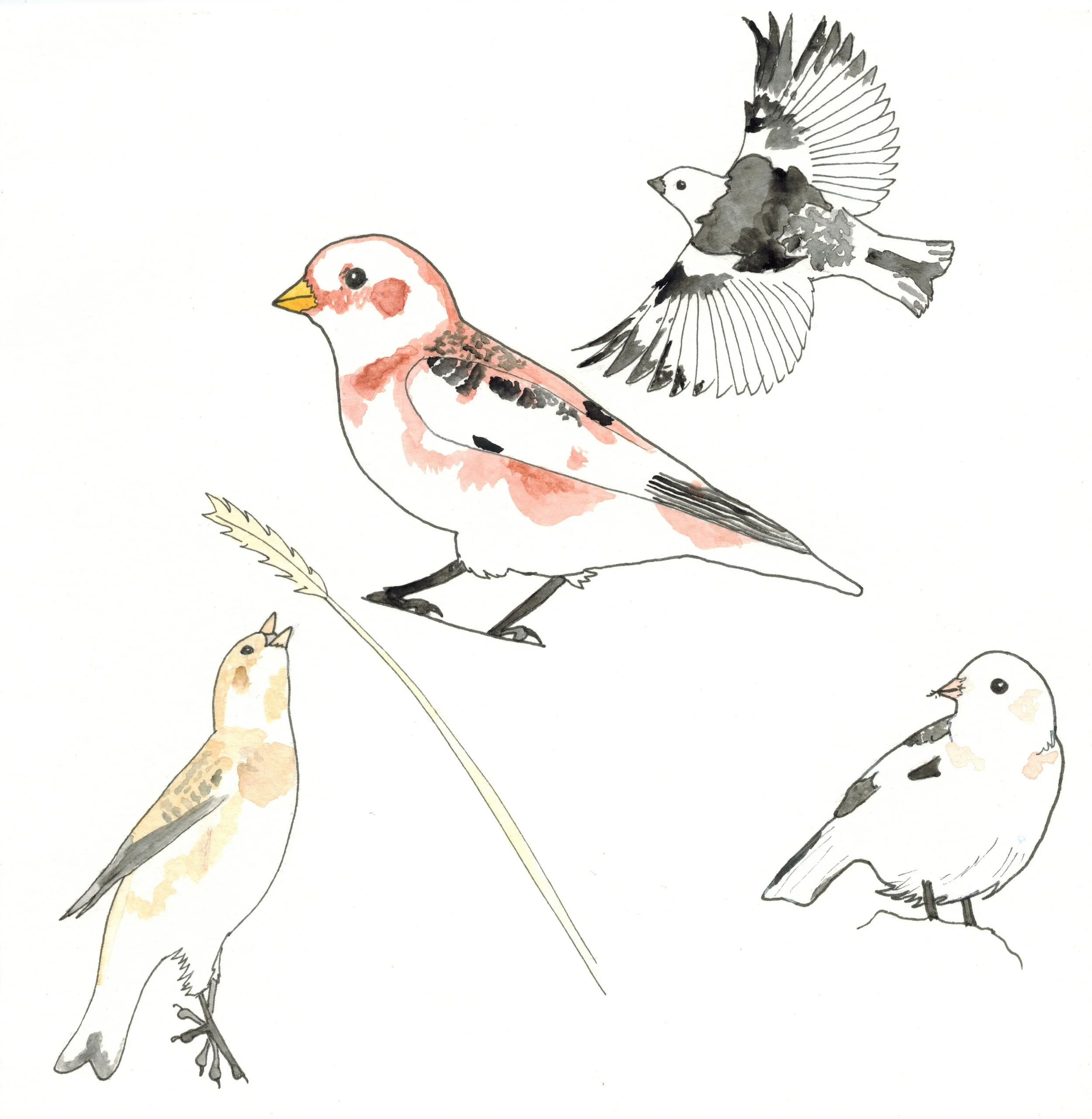 snow bunting study.jpg