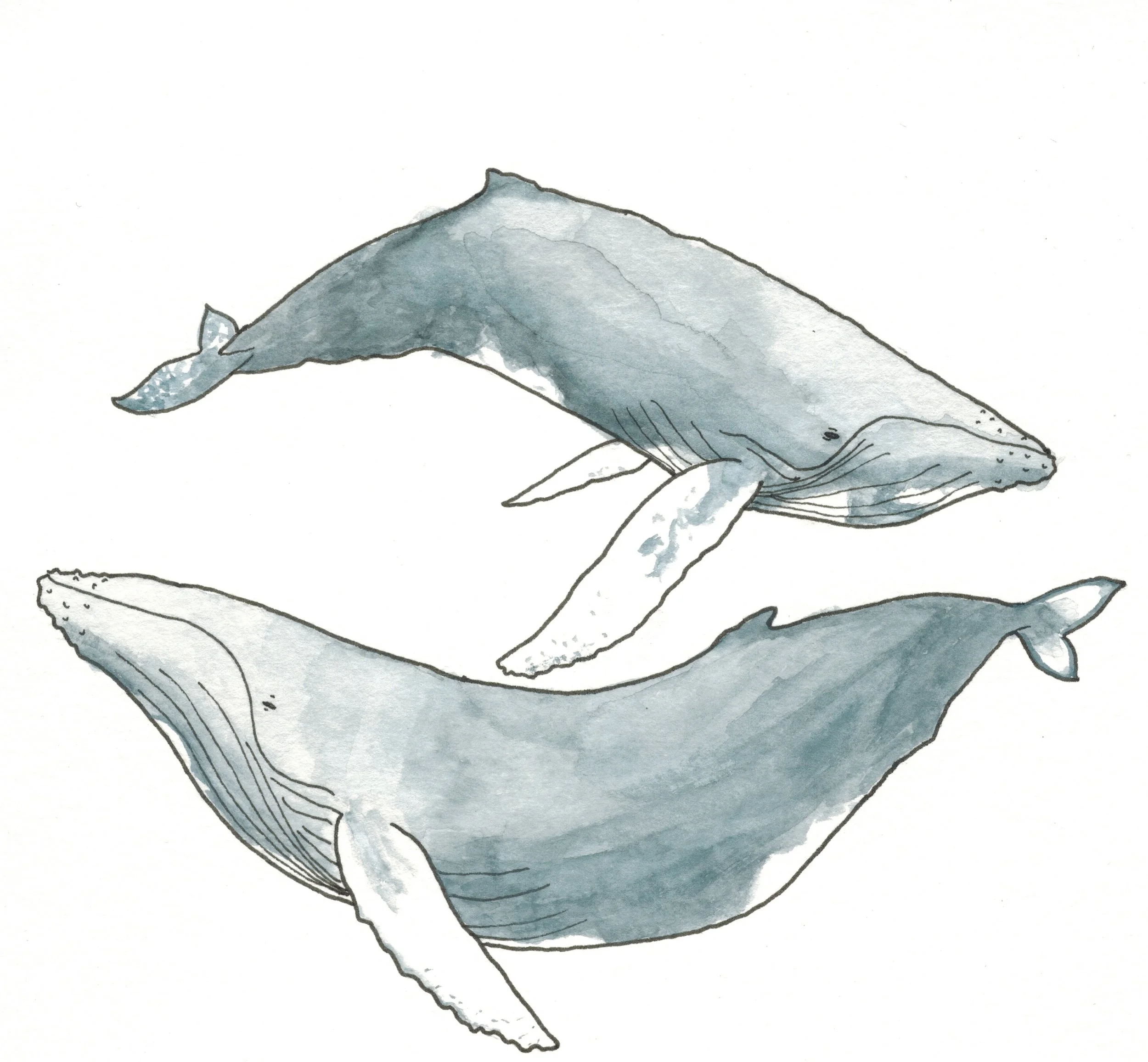 animals