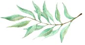 olive branch copy.png