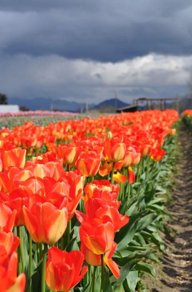 Tulip Drama