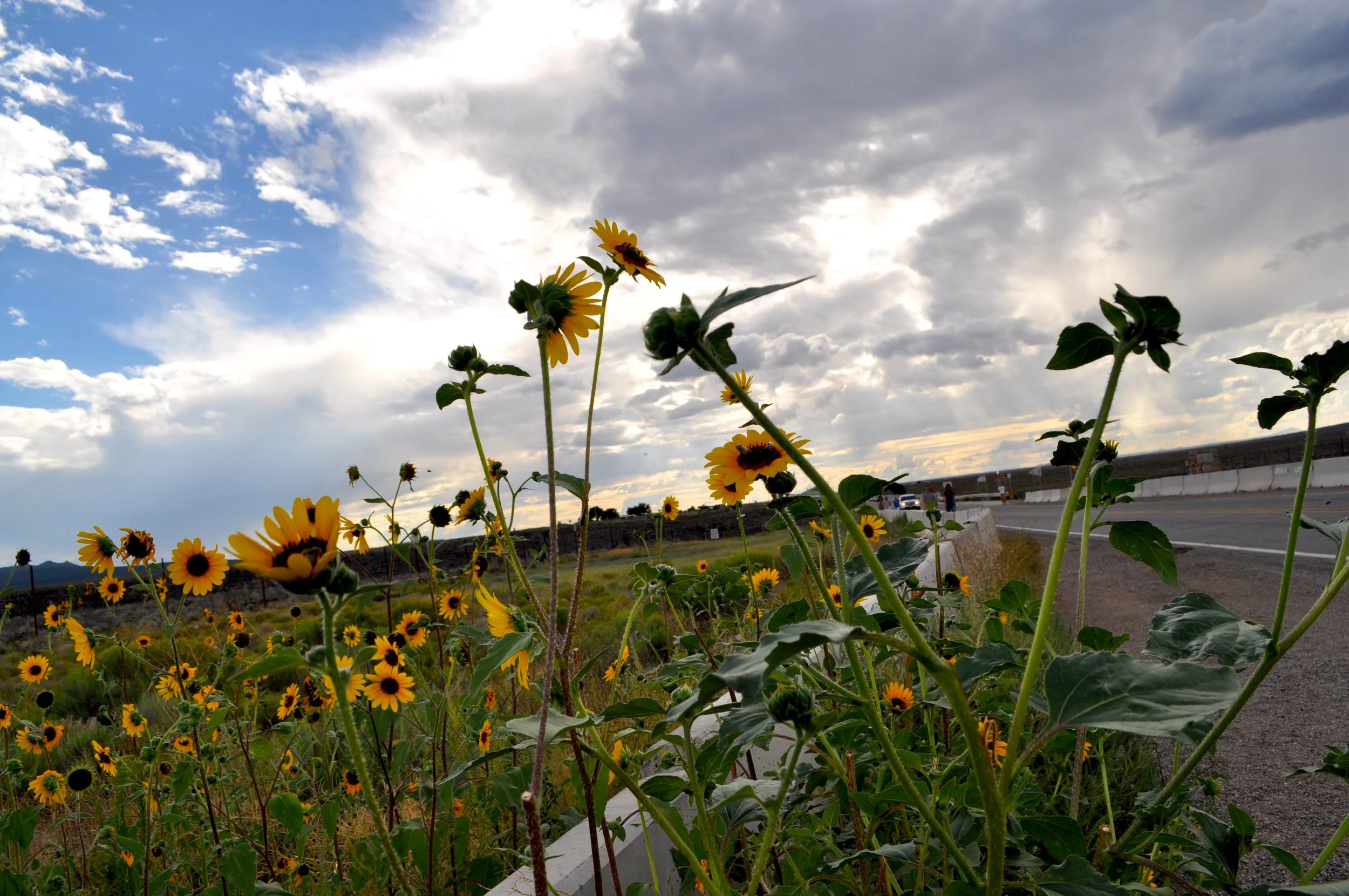 Sunflowers in NM_Shannon Black.jpg
