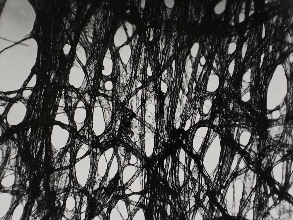 "Lens Tissue 1000X" Michael Rein, American Photographer, 1964