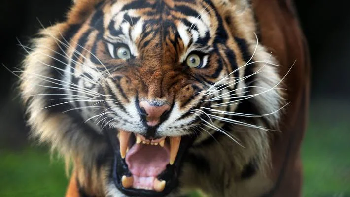 Tiger Attack!!!