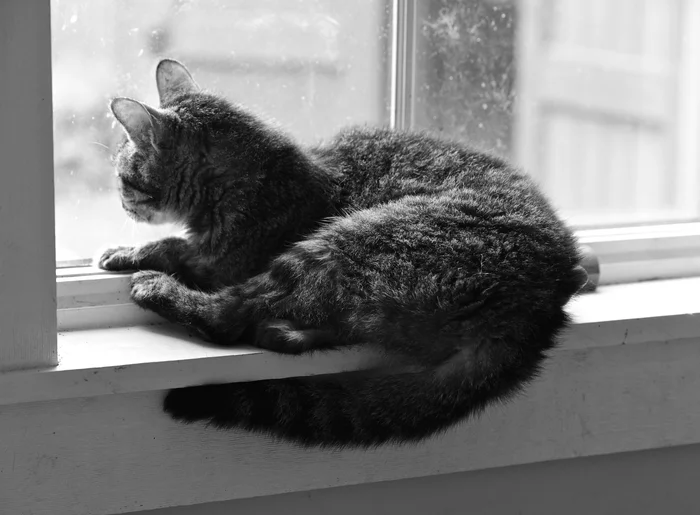 Cat Photo 1.jpg
