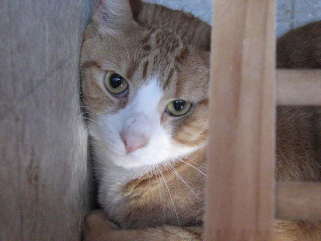 Cat Photo 3.jpg