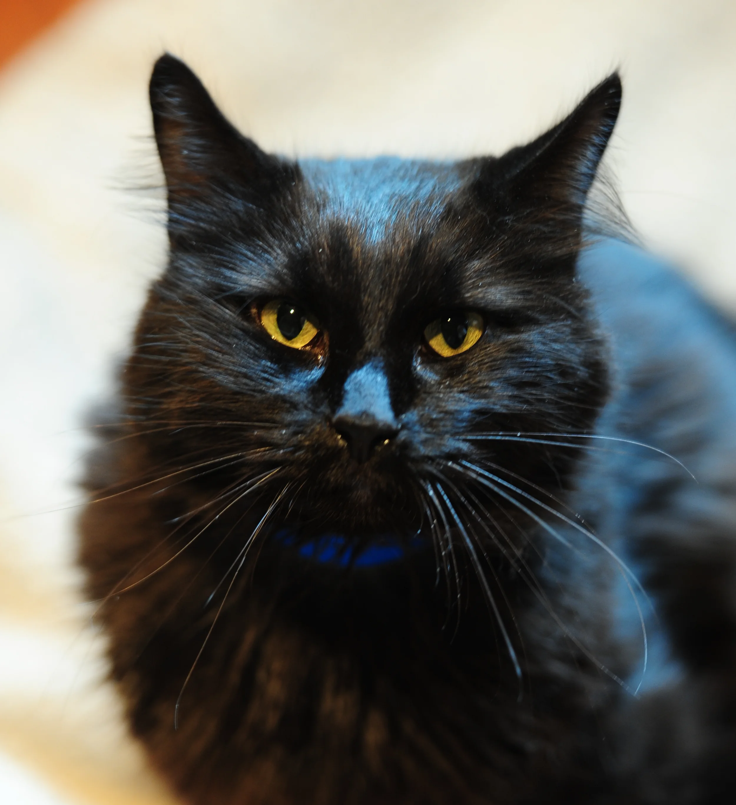 BLACK CAT.jpg