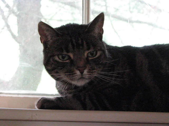 window cat.jpg