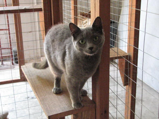 GRay Cat.jpg