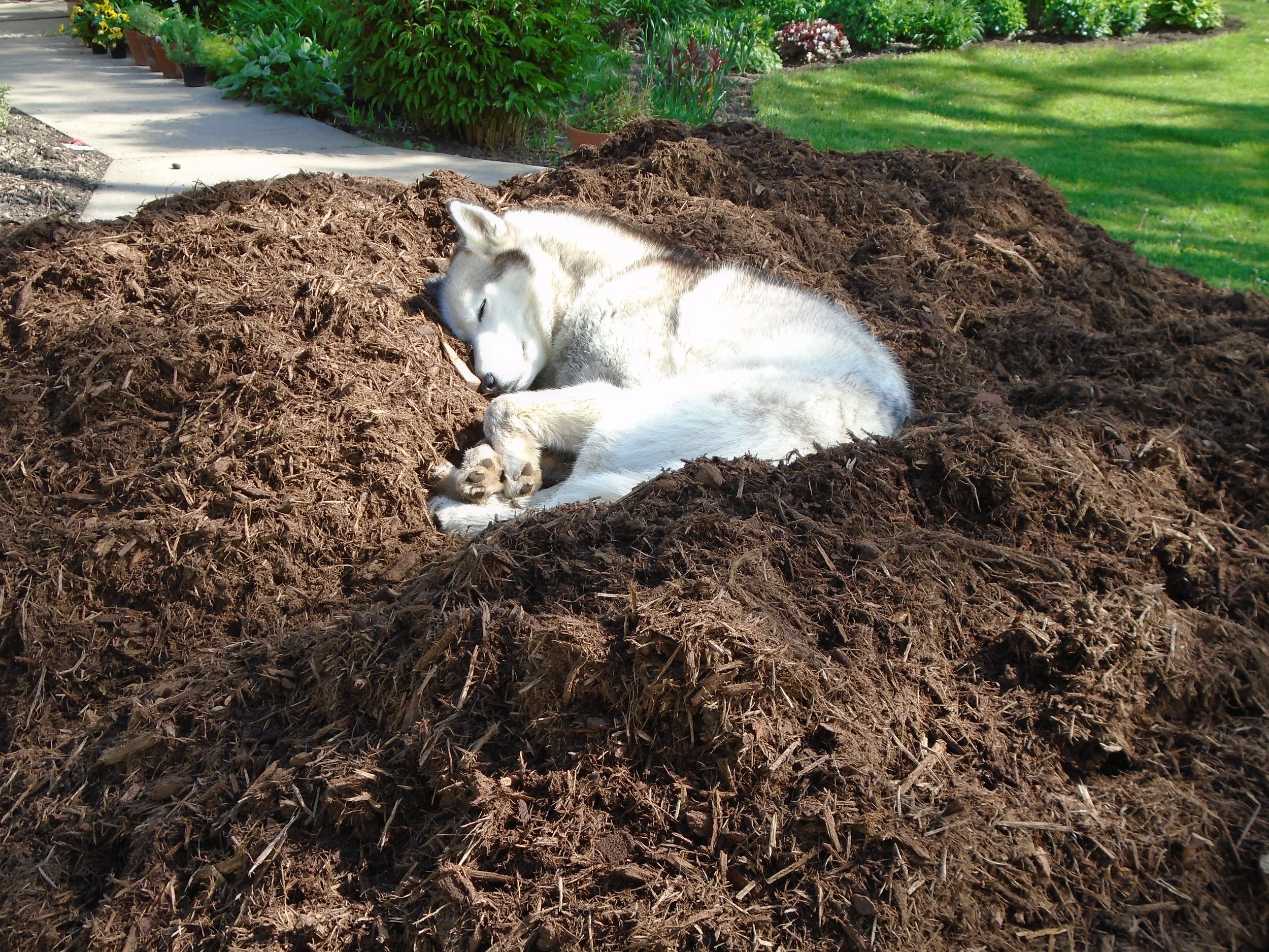 Photo courtesy of vermontvalleyfarm.wordpress.com featuring the ever-ambitious dog-mulch combo pack. 