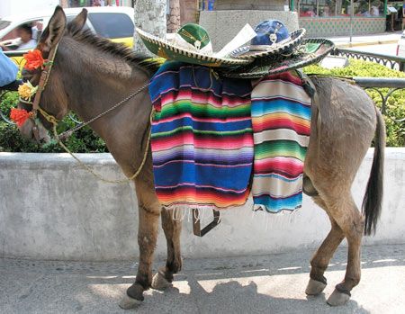 burro.jpg
