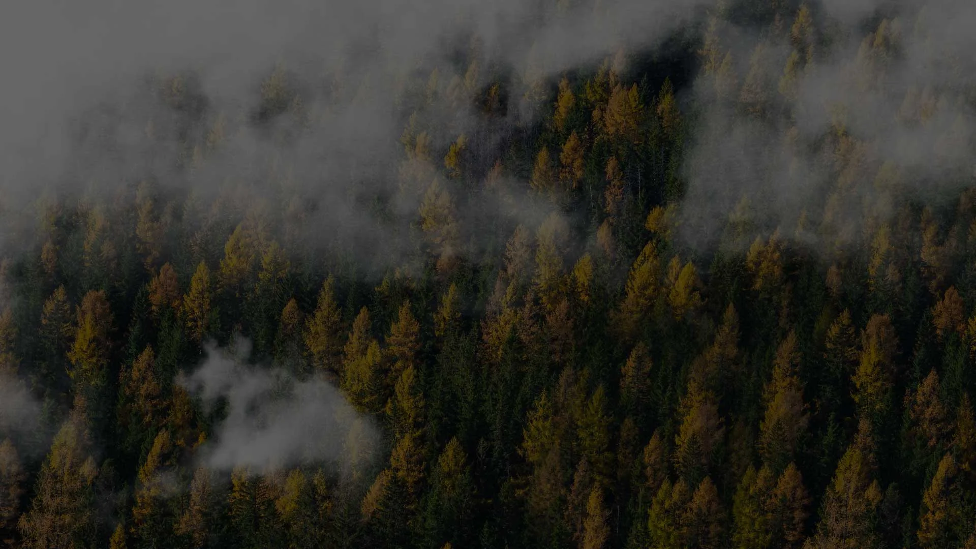 lara-capuano-adams-acts-banner.jpg